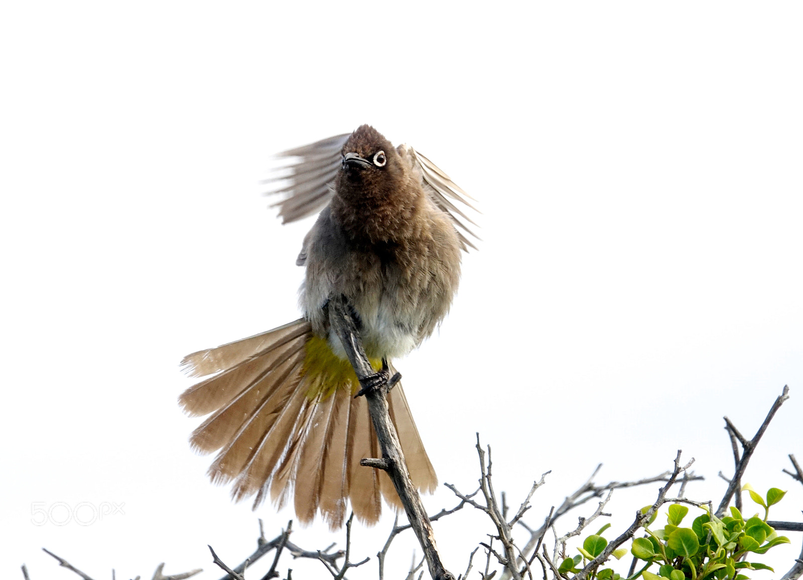 Sony 24-600mm F2.4-4.0 sample photo. Cape bulbul photography