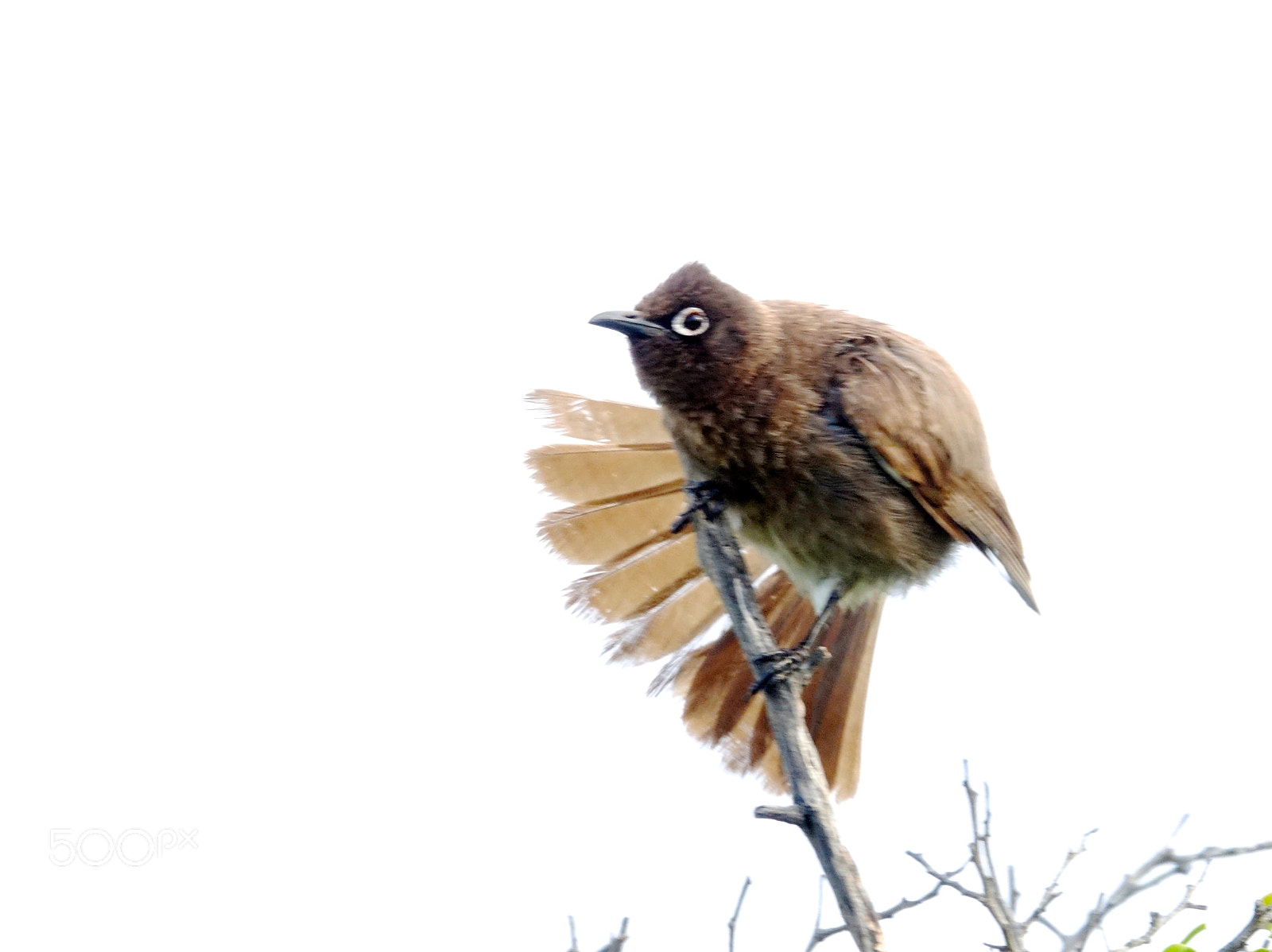 Sony 24-600mm F2.4-4.0 sample photo. Cape bulbul photography