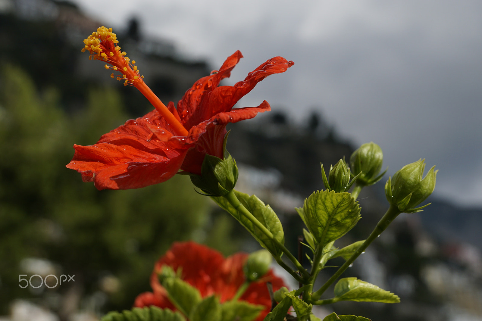 Sony FE 28-70mm F3.5-5.6 OSS sample photo. Hibiscus photography