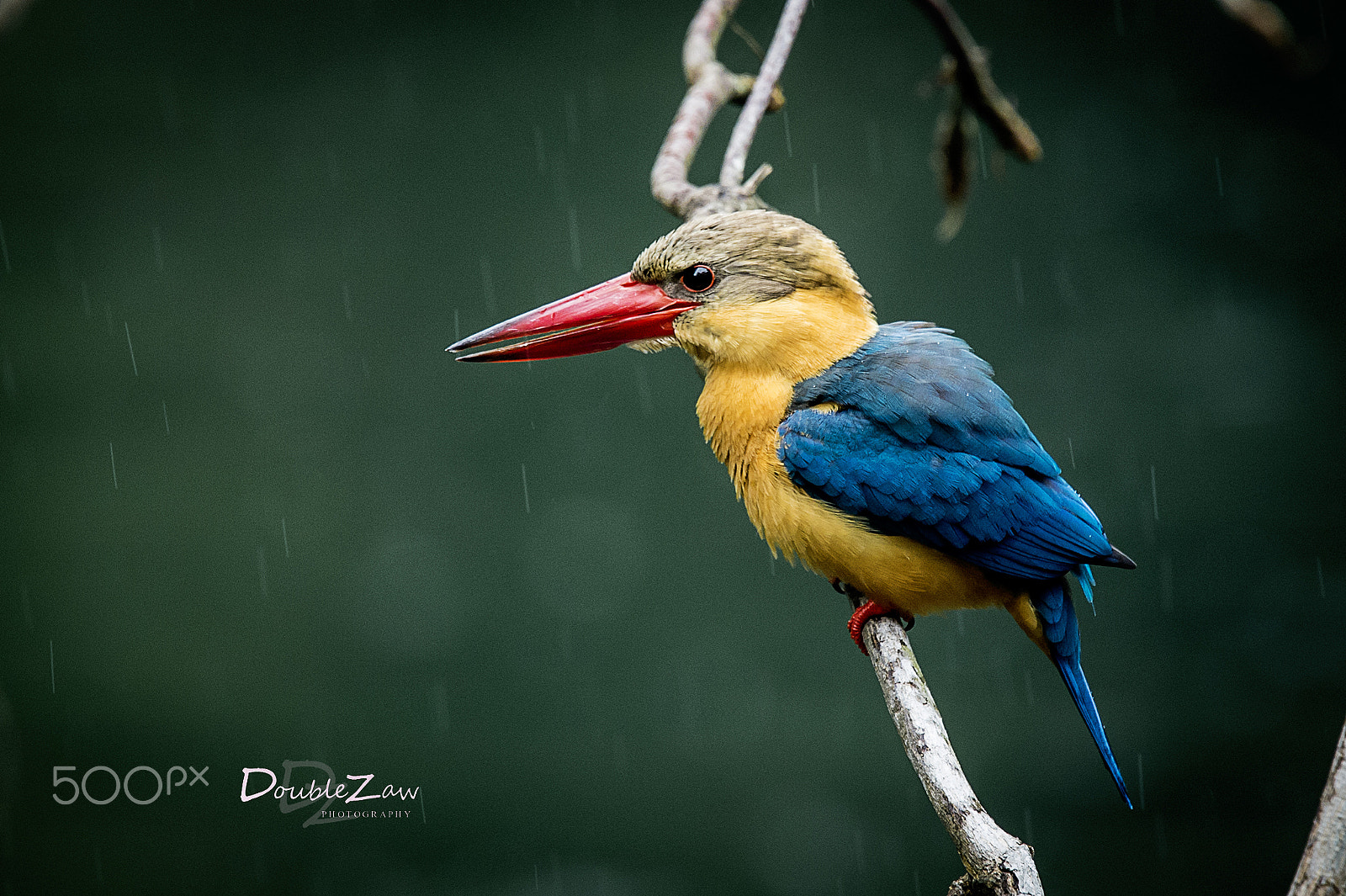 Nikon D4 sample photo. Rainny day photography