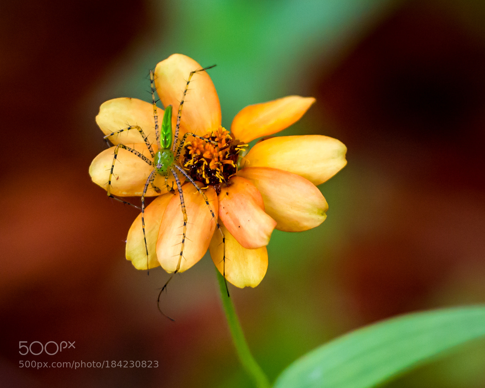 Nikon D7100 sample photo. Green lynx spider photography