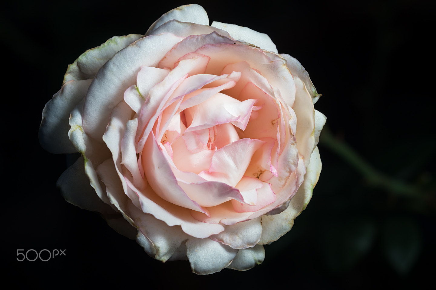 Sony a99 II + Sony 100mm F2.8 Macro sample photo. Rose optimiste photography