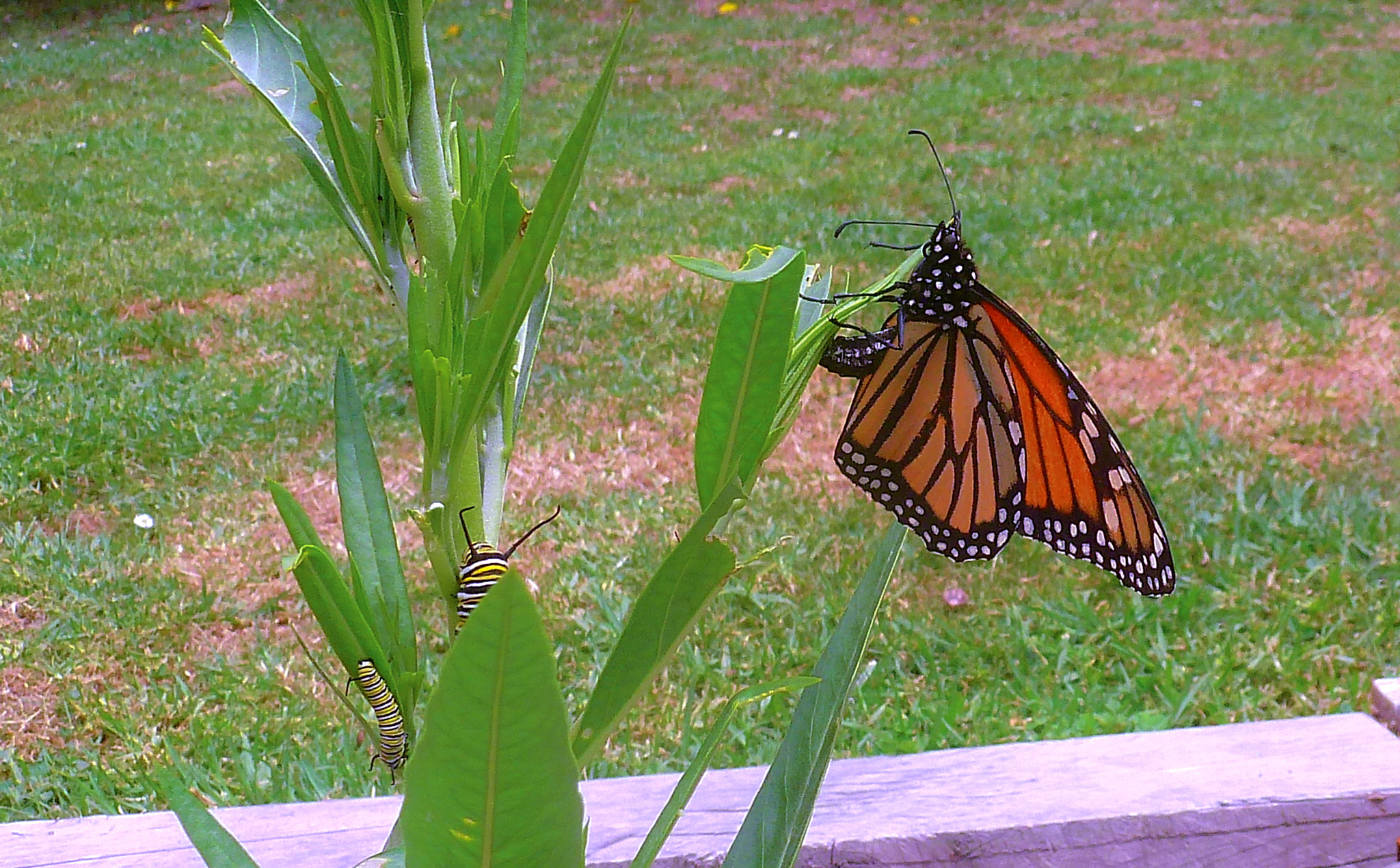 Panasonic Lumix DMC-ZS8 (Lumix DMC-TZ18) sample photo. Borboleta monarca photography