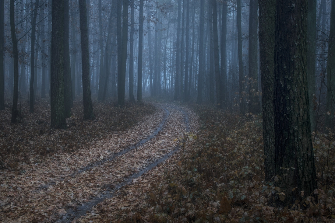 smc PENTAX-DA L 18-55mm F3.5-5.6 sample photo. Autumn rain in forest photography