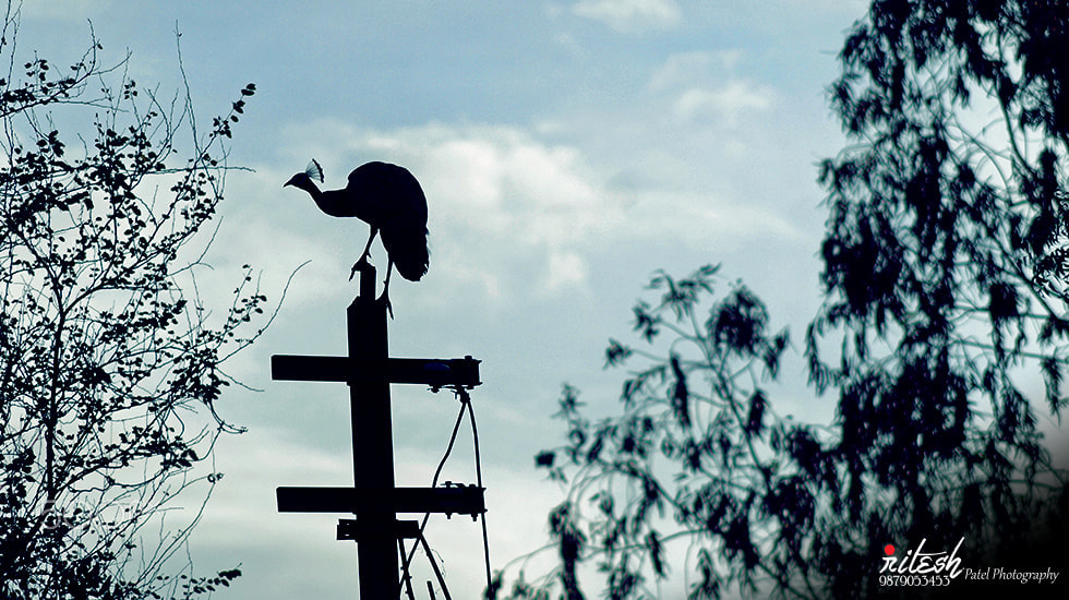 Sony SLT-A58 + Sony DT 55-200mm F4-5.6 SAM sample photo. The national bird of india photography