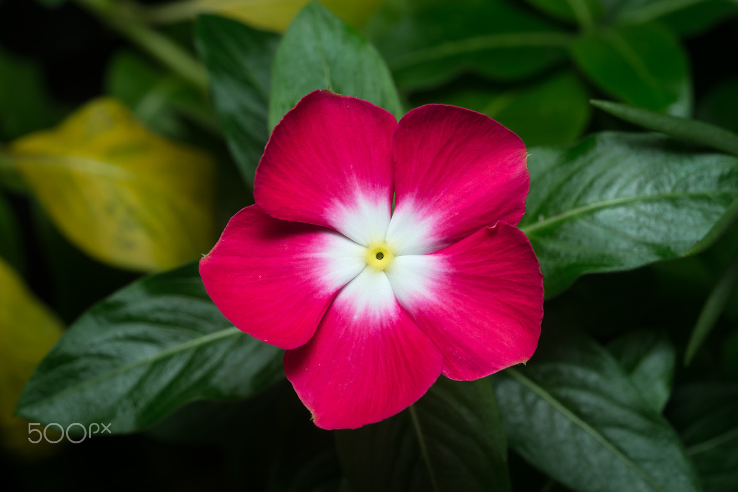 Sony a99 II + Sony 100mm F2.8 Macro sample photo. Catharanthus roseus photography