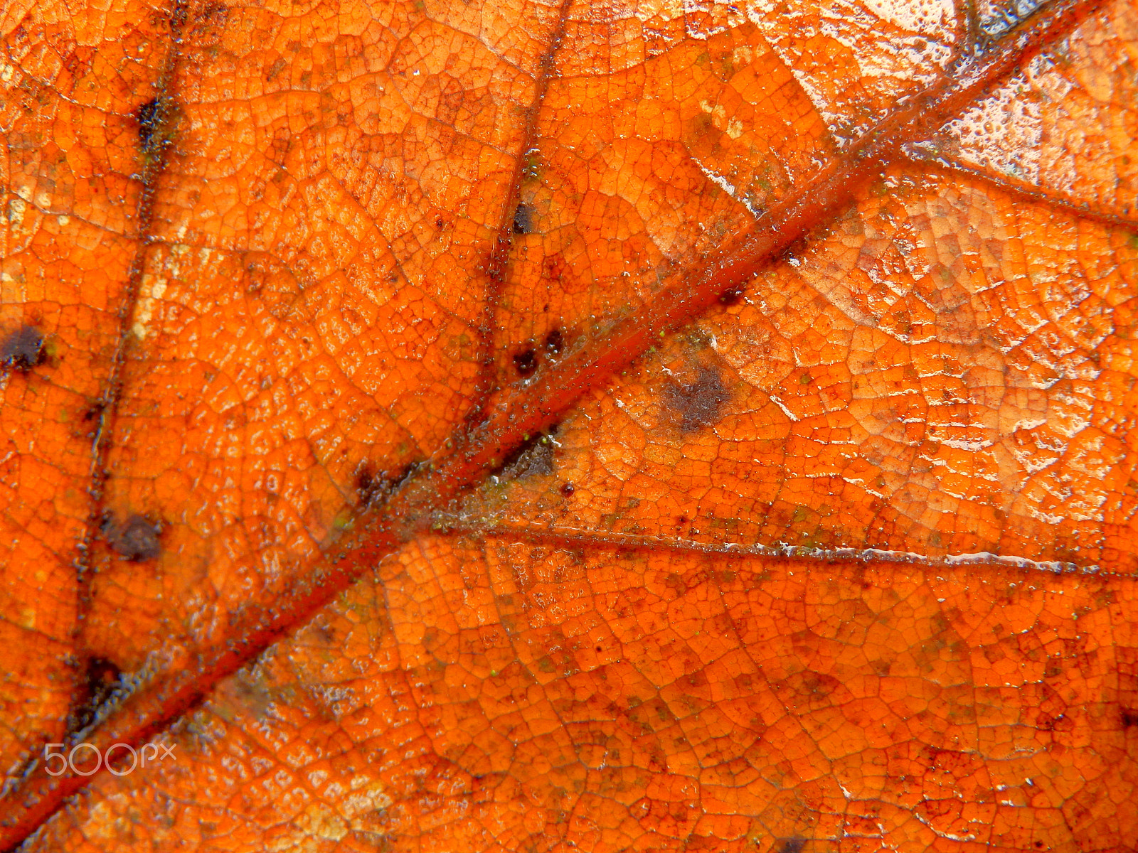 Olympus SZ-31MR sample photo. Autumn leaf close-up photography