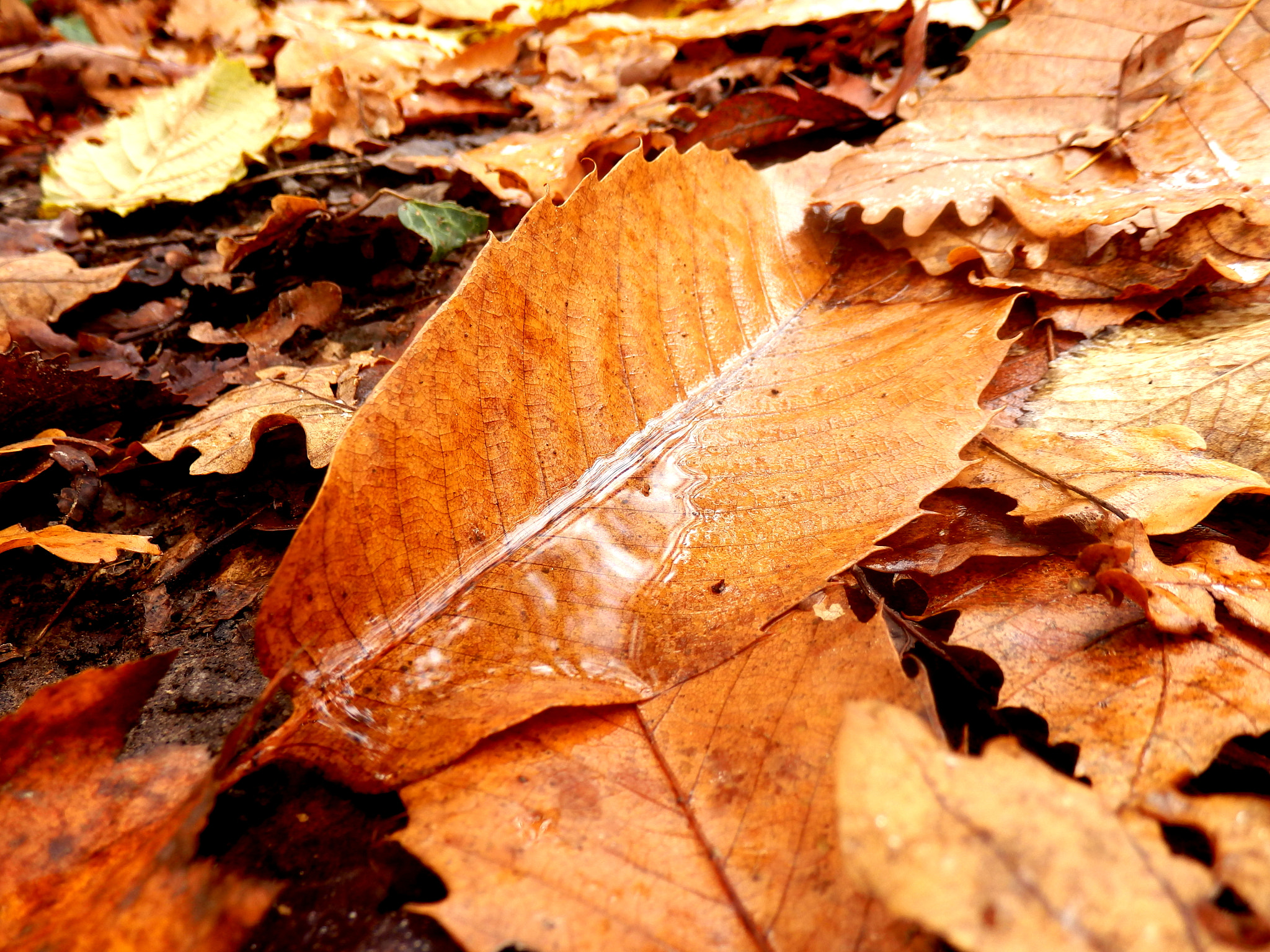 Olympus SZ-31MR sample photo. Autumn leaf close-up photography