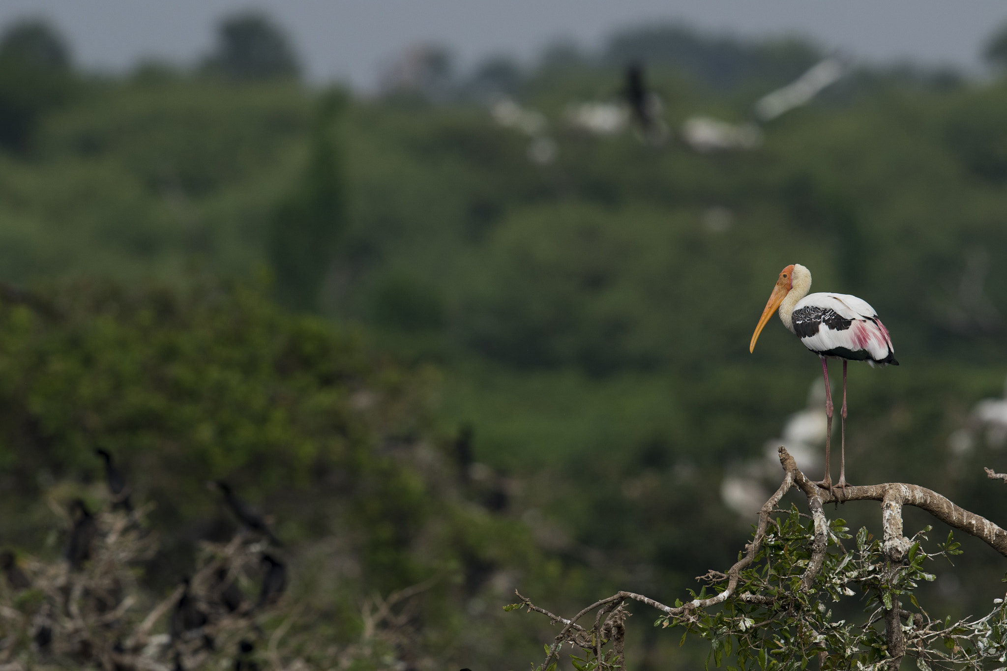 Canon EOS 7D Mark II sample photo. Painted stork scape photography