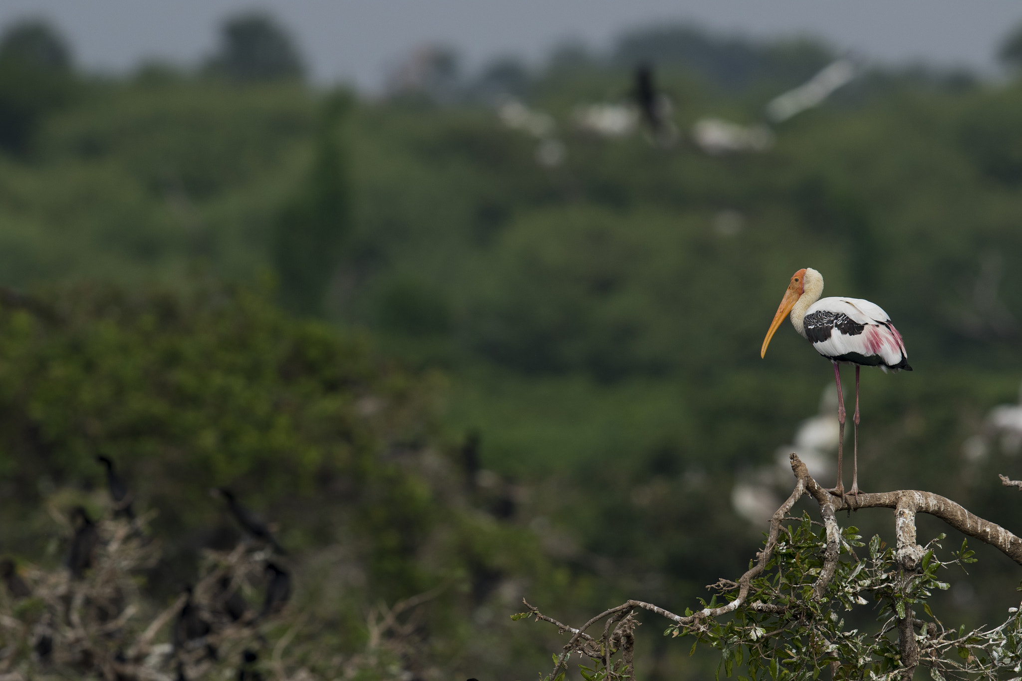 Canon EF 600mm F4L IS II USM sample photo. Painted stork scape photography