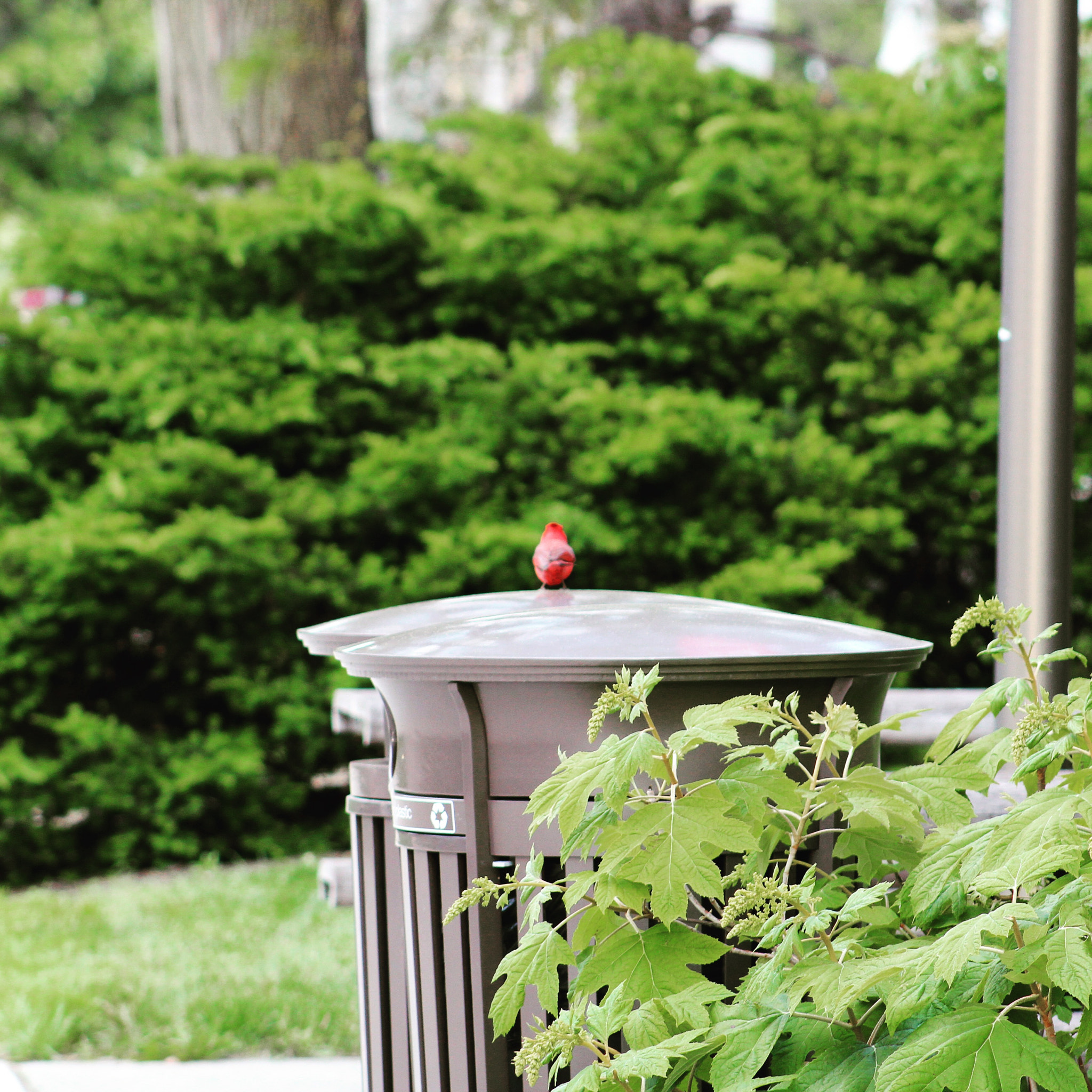 Canon EF75-300mm f/4-5.6 sample photo. Red photography