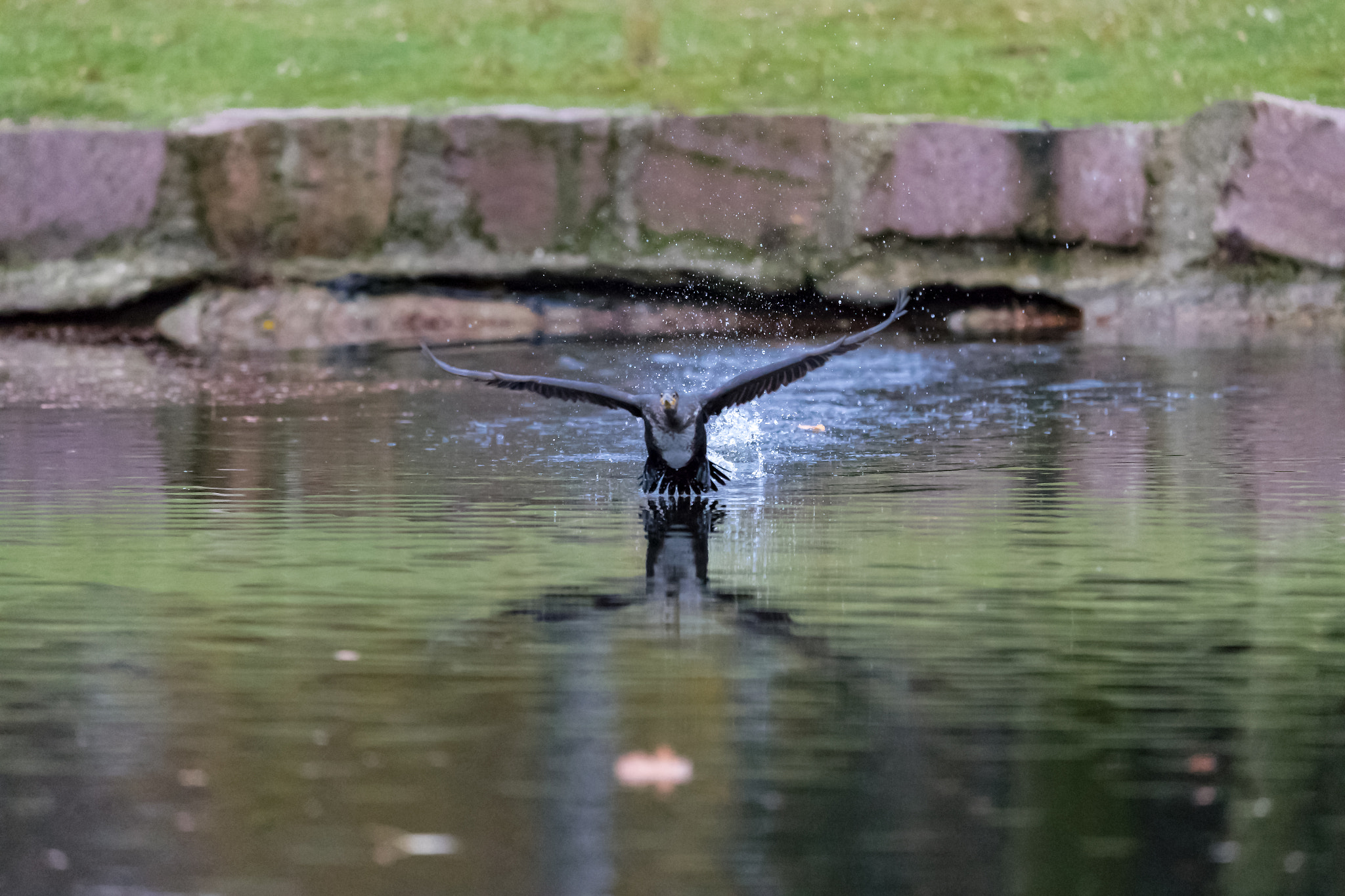 Canon EF 400mm F2.8L IS II USM sample photo. Flying cormoran photography