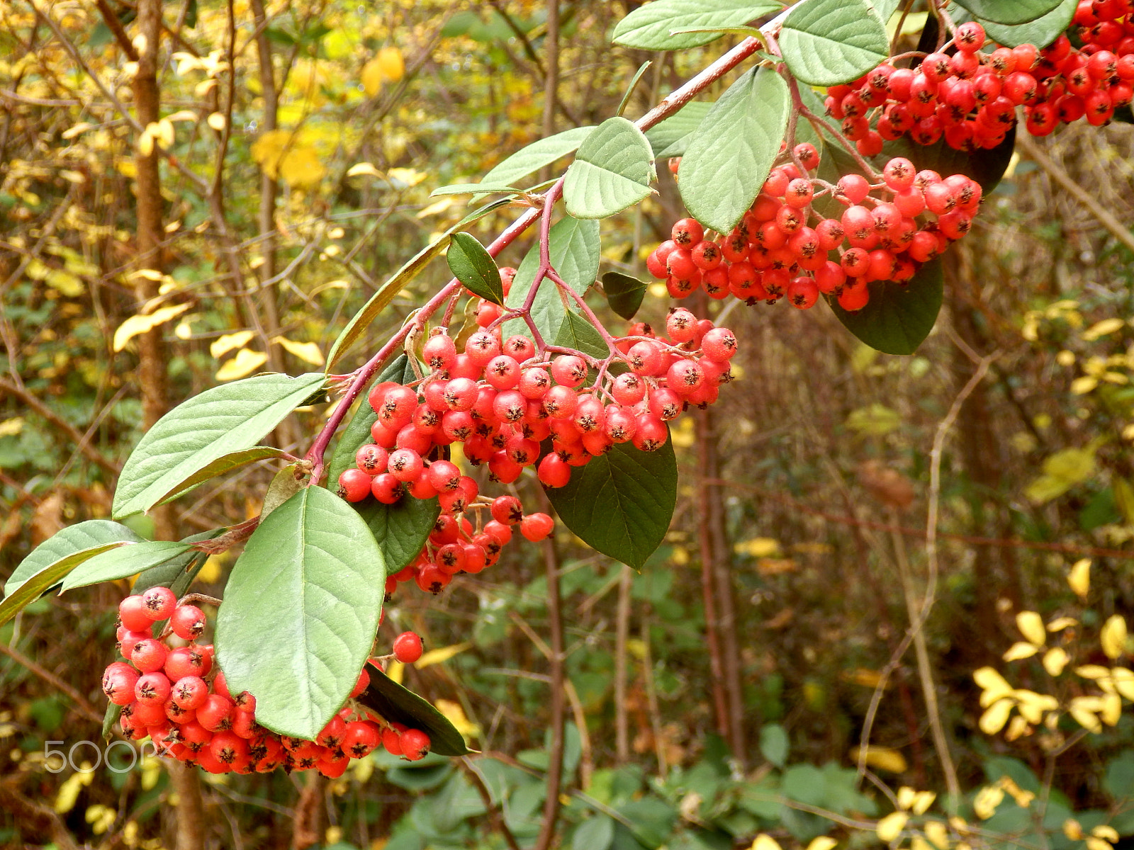 Olympus SZ-31MR sample photo. Cotoneaster lacteus photography