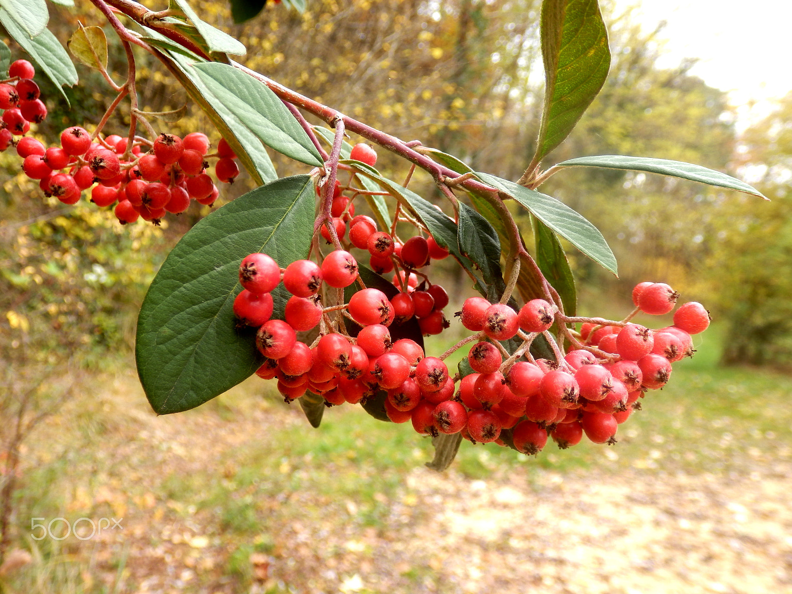 Olympus SZ-31MR sample photo. Cotoneaster lacteus photography