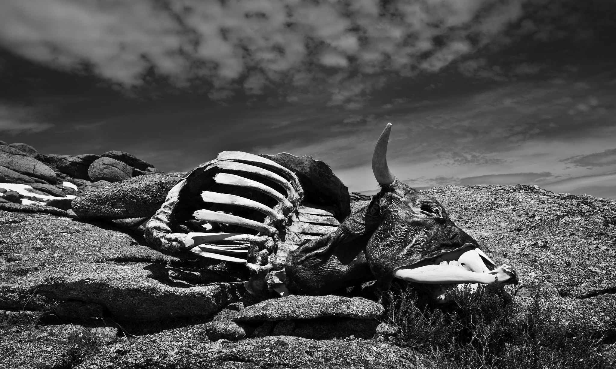 Canon EOS 400D (EOS Digital Rebel XTi / EOS Kiss Digital X) + Canon EF-S 10-22mm F3.5-4.5 USM sample photo. Dead cow blues photography