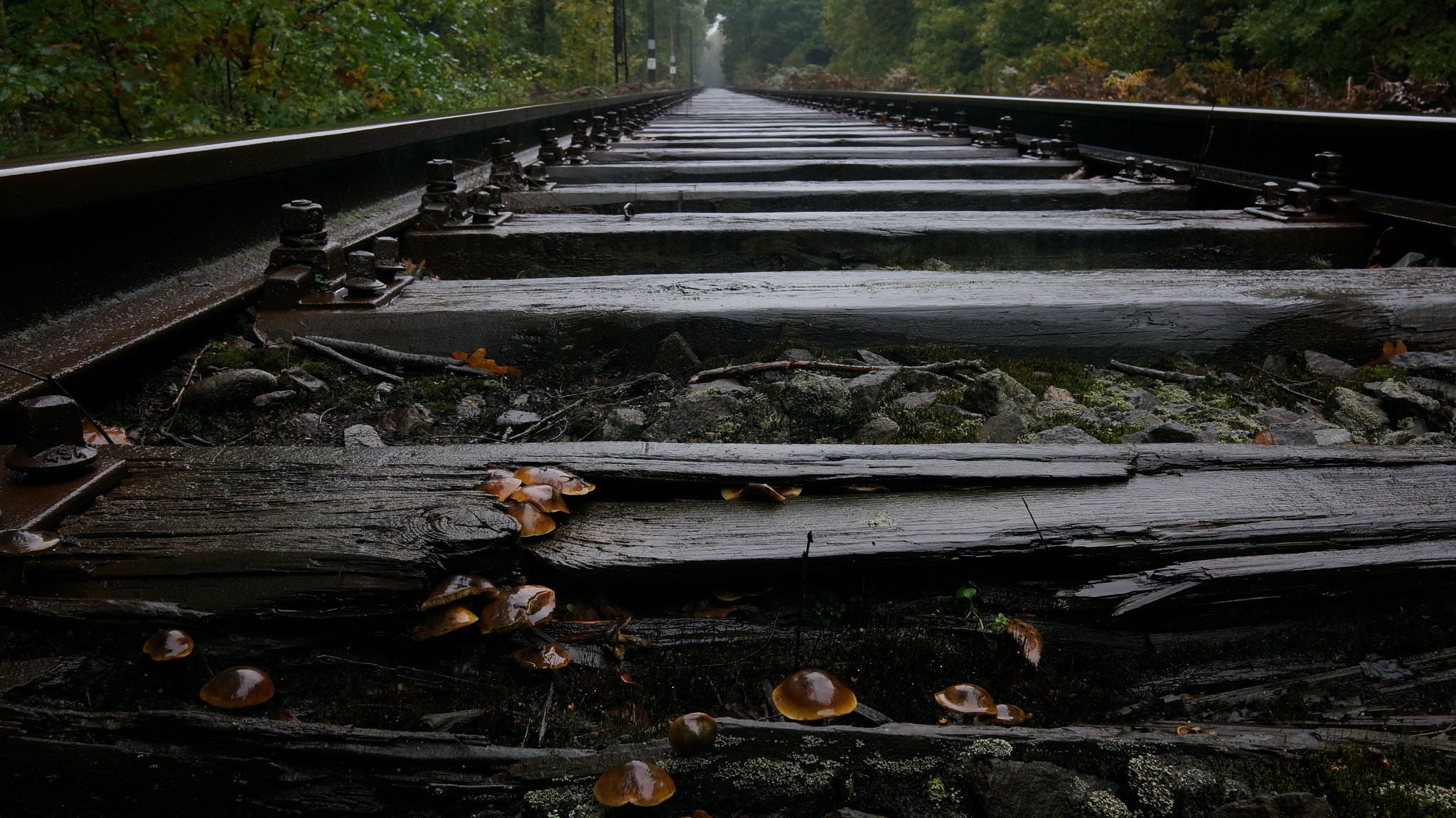 Sony Alpha NEX-5R sample photo. Train track mushrooms photography