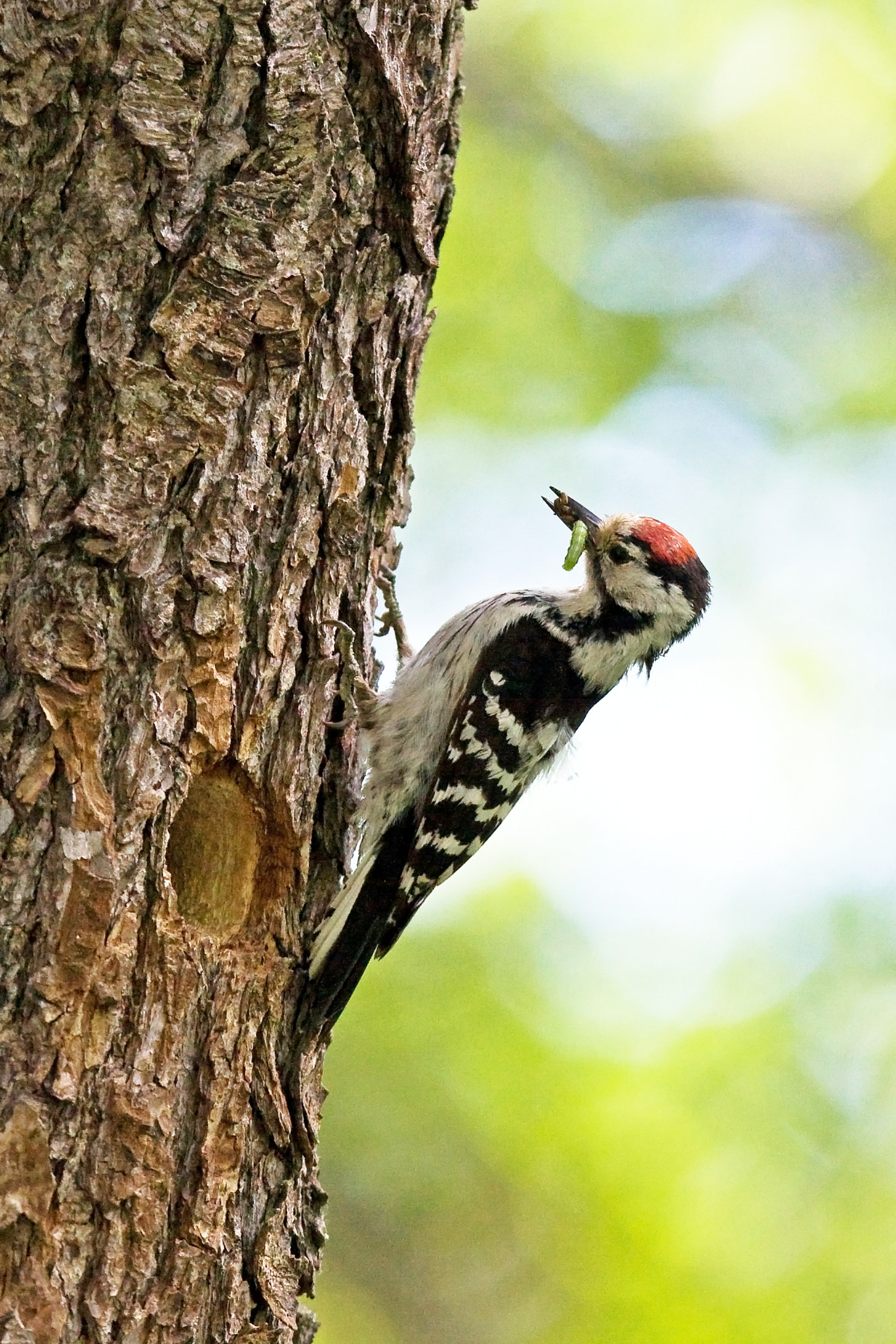 Canon EF 300mm F2.8L IS USM sample photo. Lesser spotted woodpecker photography