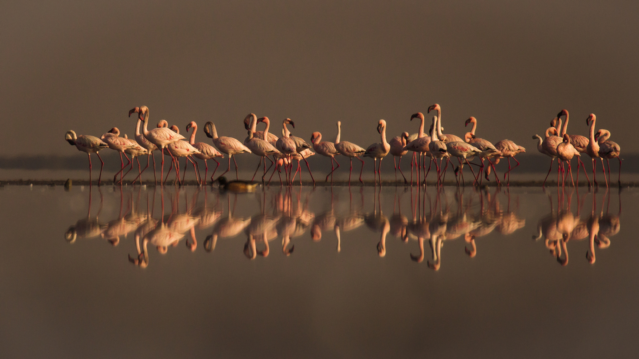 150-600mm F5-6.3 DG OS HSM | Sports 014 sample photo. Morning light... photography