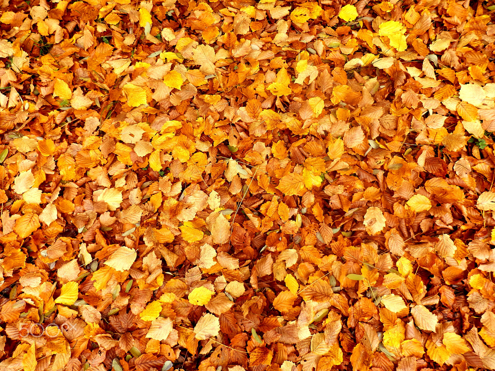 Olympus SZ-31MR sample photo. Autumn leaves photography