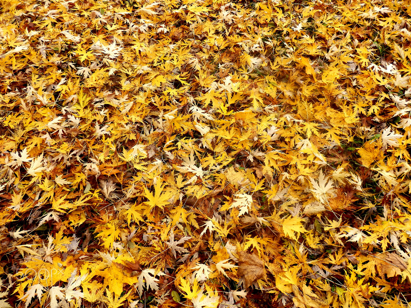 Olympus SZ-31MR sample photo. Autumn leaves photography