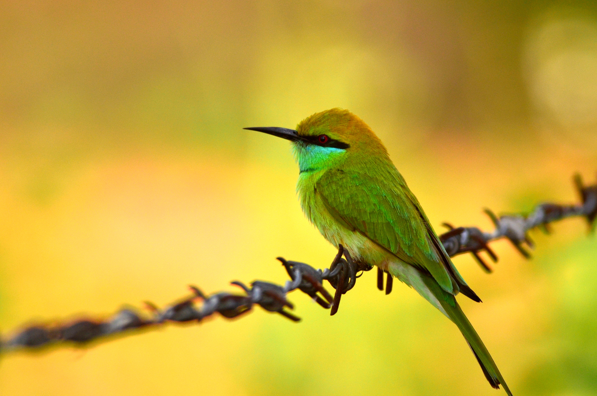 Nikon D7000 sample photo. I'm not a fence sitter, just waiting for my prey! photography