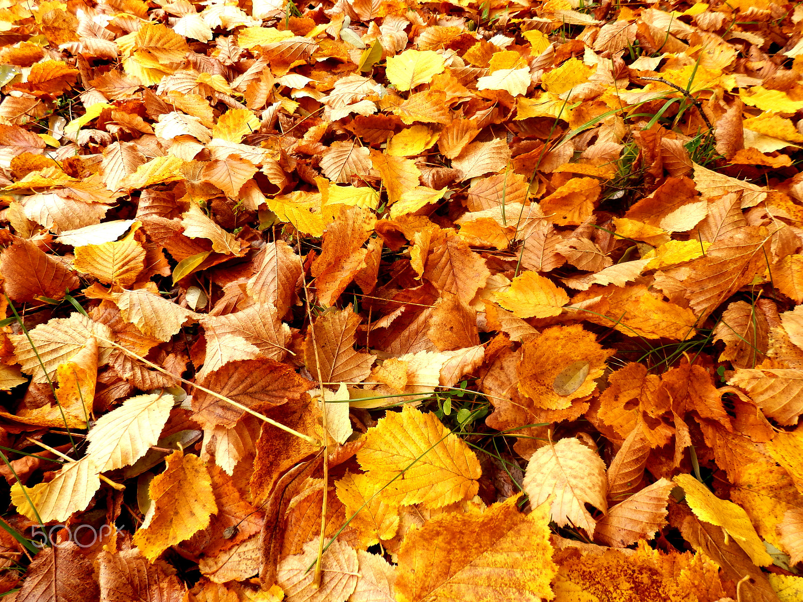 Olympus SZ-31MR sample photo. Autumn leaves photography