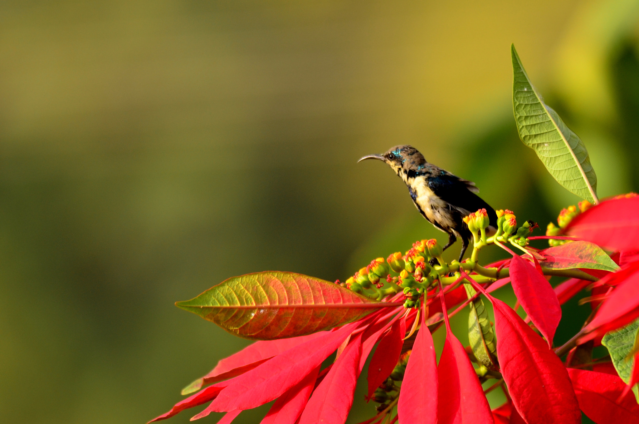 Nikon D7000 sample photo. Sun-bathing sunbird... photography