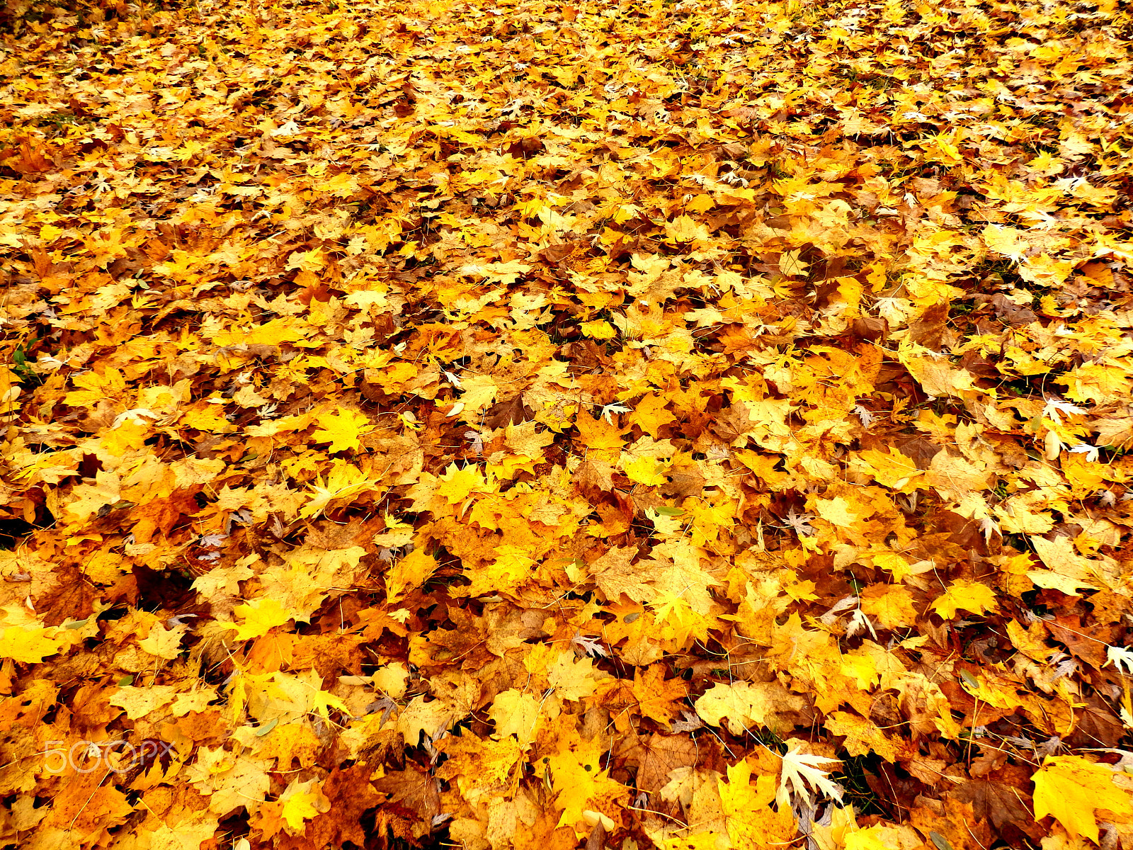 Olympus SZ-31MR sample photo. Autumn leaves photography