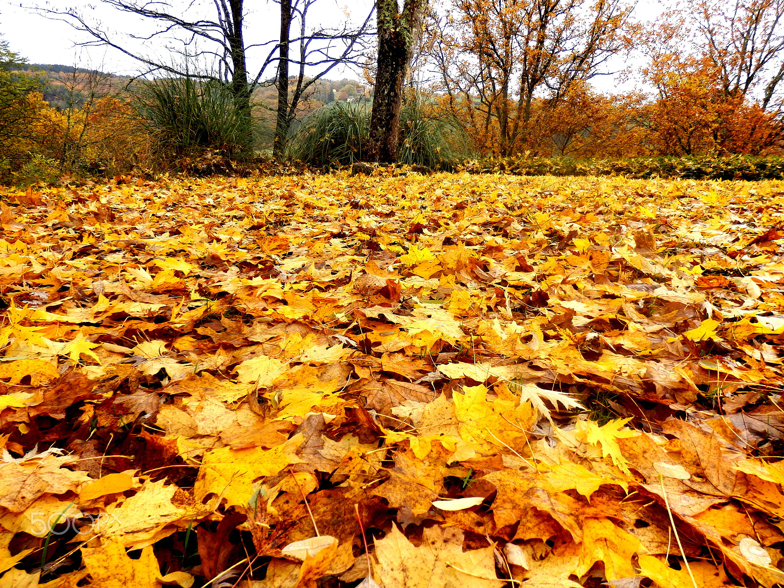 Olympus SZ-31MR sample photo. Autumn leaves photography