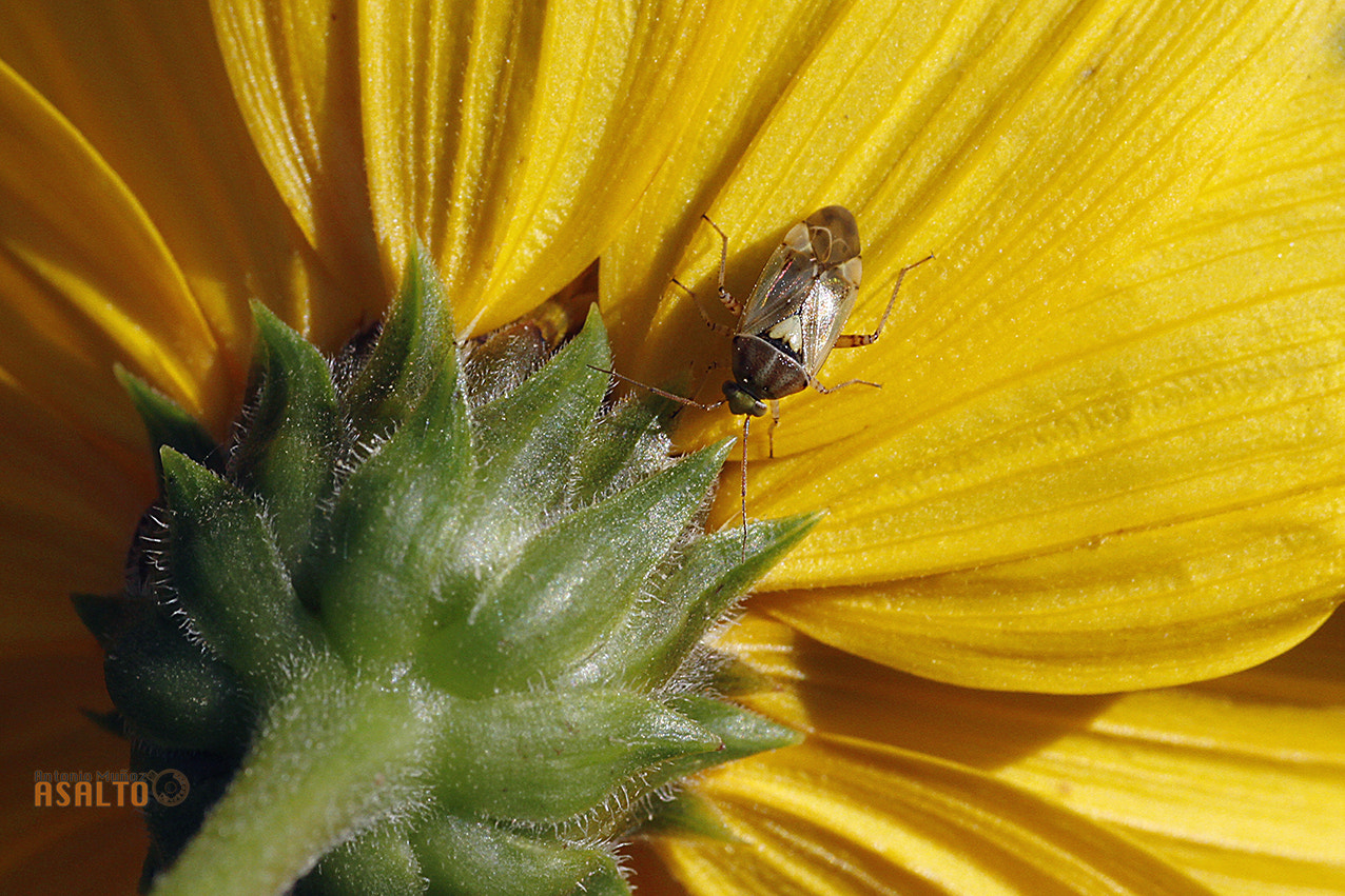 Canon EOS 7D + Tamron SP AF 90mm F2.8 Di Macro sample photo. Amarillo photography