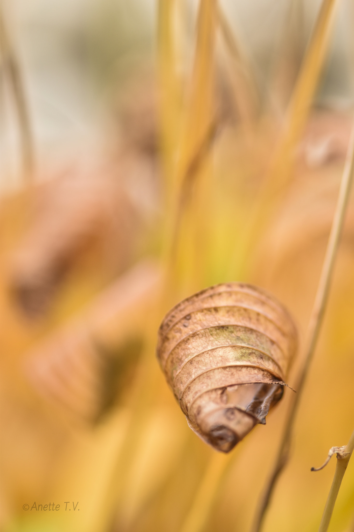 Nikon AF-S Micro-Nikkor 105mm F2.8G IF-ED VR sample photo. More autumn... photography