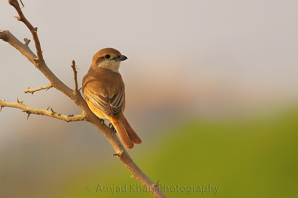 Canon EOS 70D + Canon EF 400mm F5.6L USM sample photo. Isabelline shrike photography