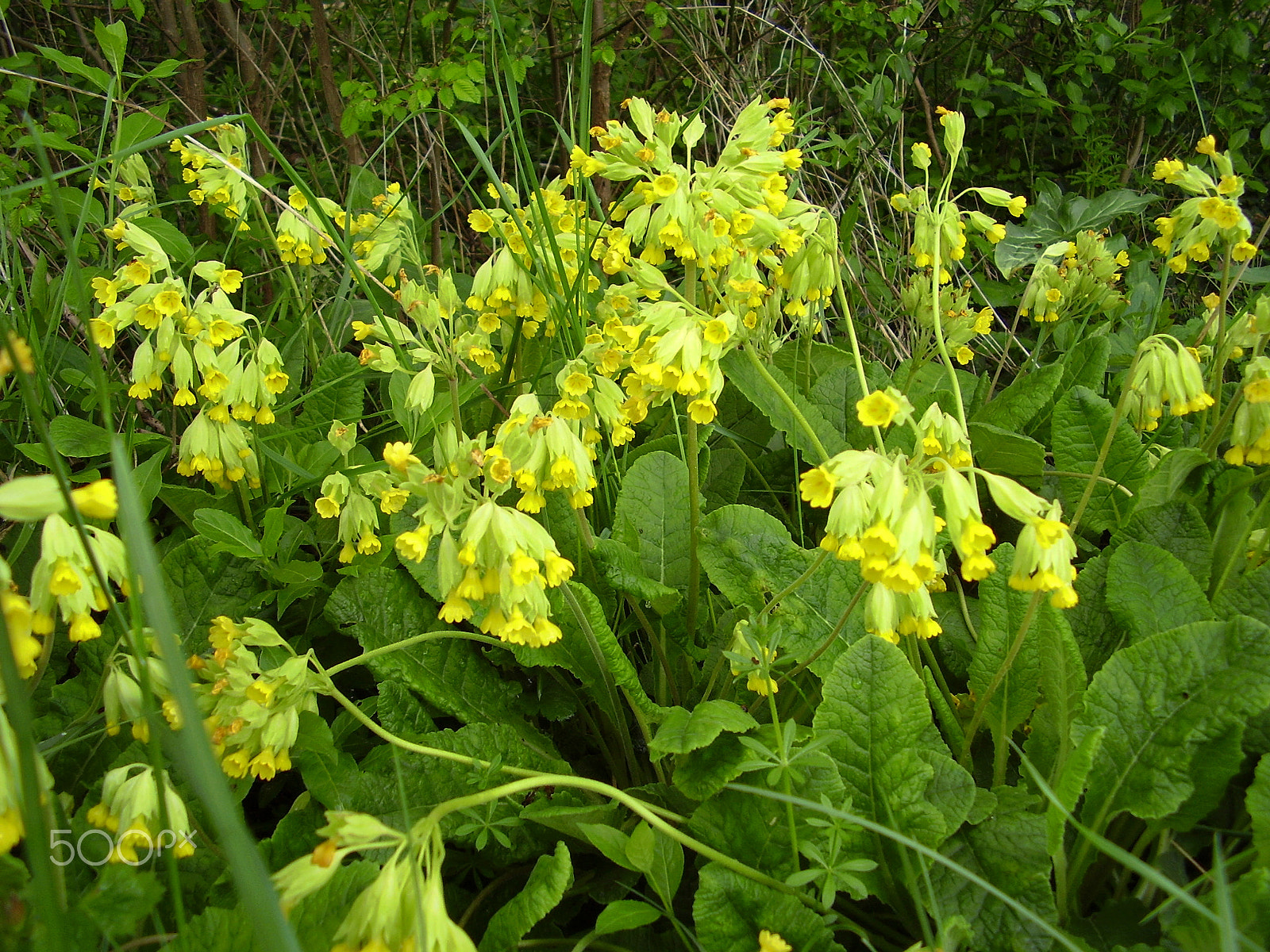 Olympus FE115,X715 sample photo. Cowslips photography