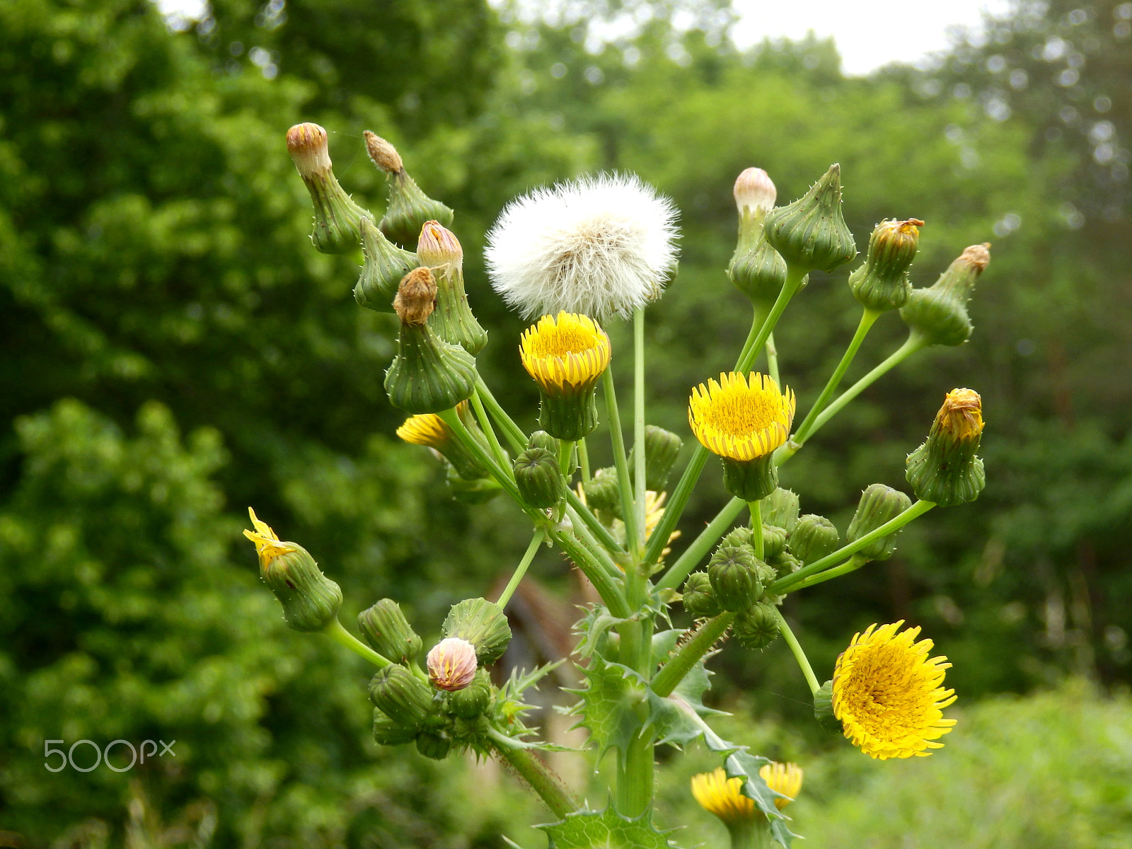 Olympus SZ-31MR sample photo. Sonchus asper photography