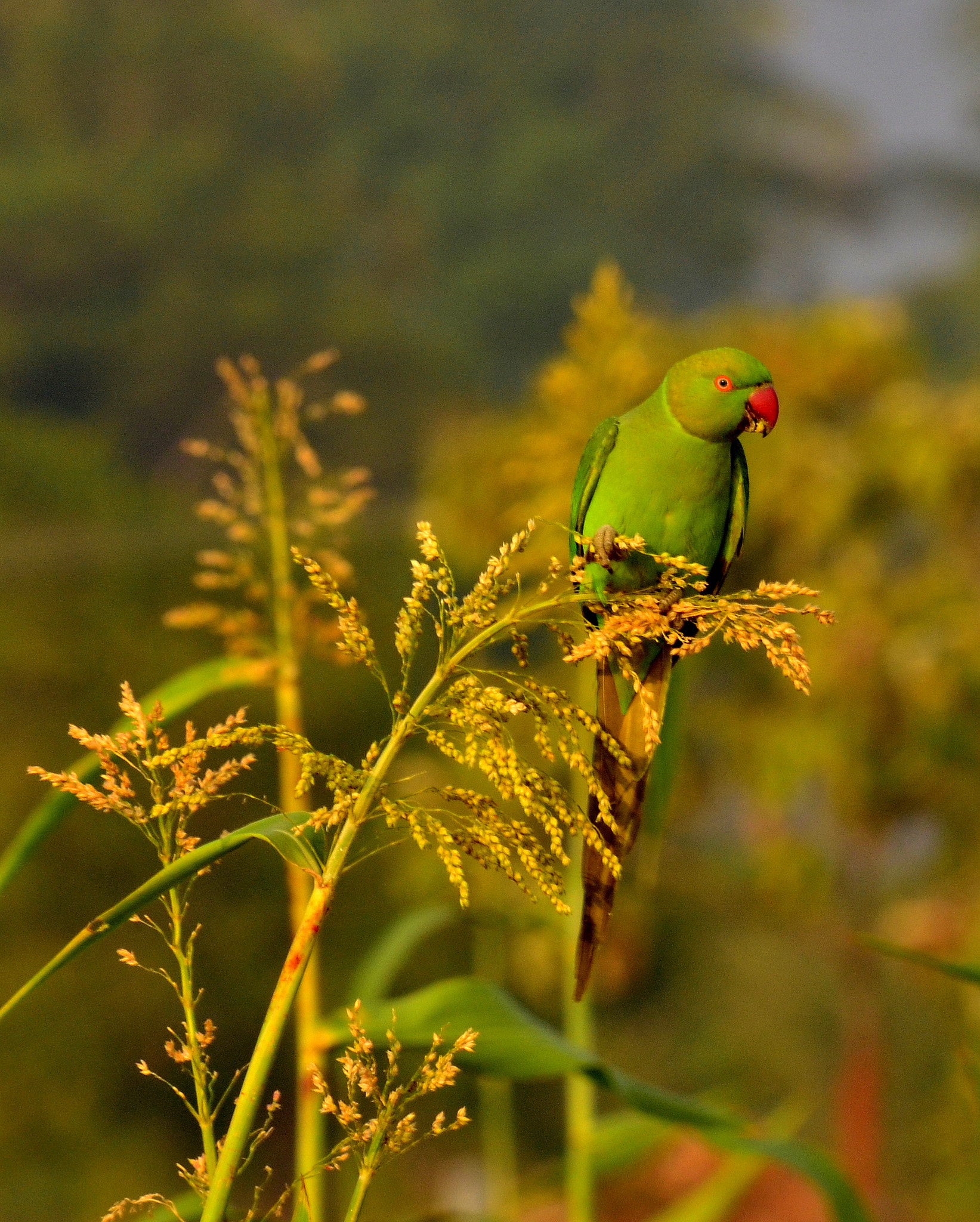 Nikon D7000 + Nikon AF-S Nikkor 300mm F4D ED-IF sample photo. Breakfast cereal time... photography