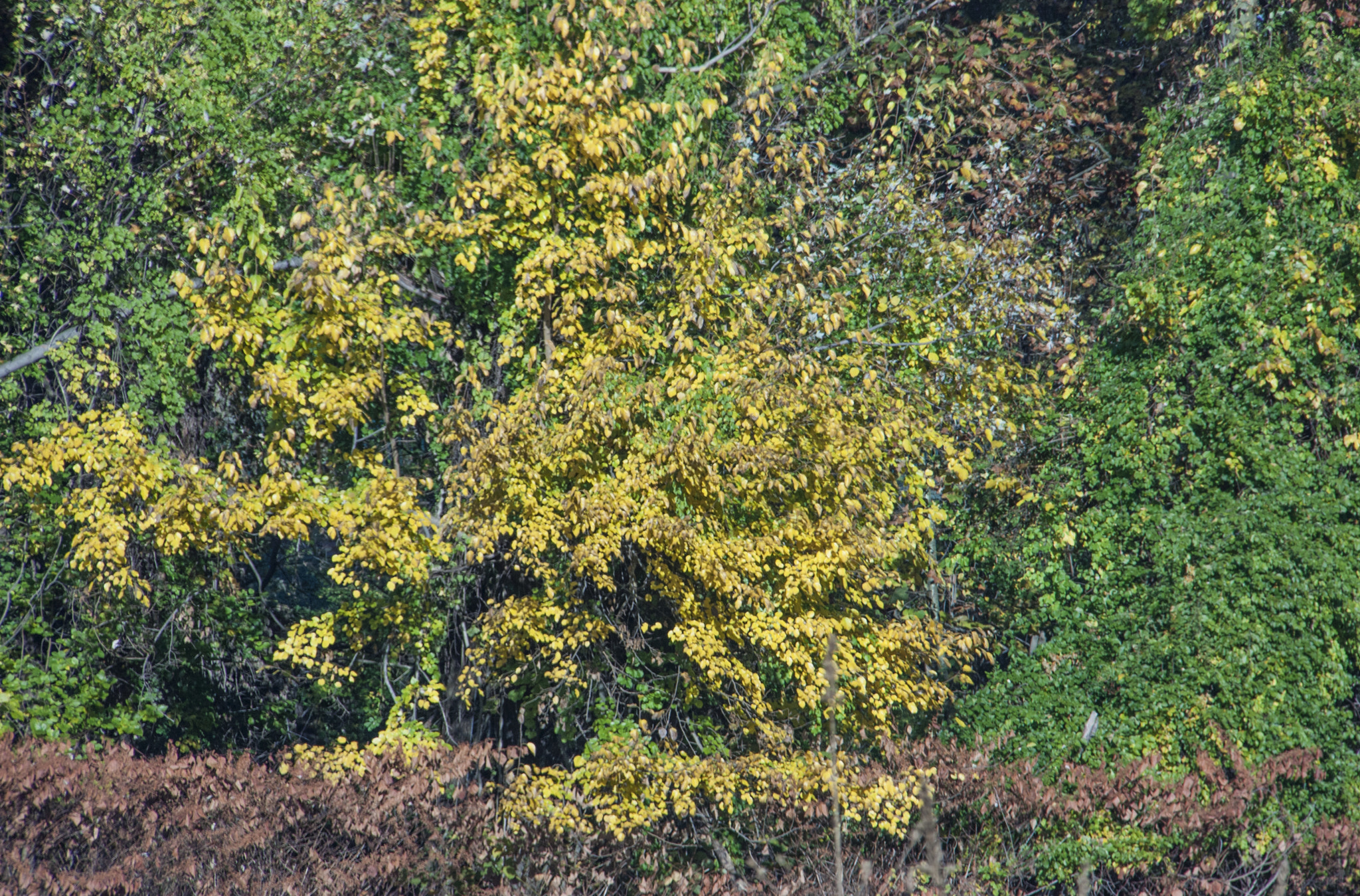 Canon EOS 450D (EOS Rebel XSi / EOS Kiss X2) sample photo. Fall color wall photography