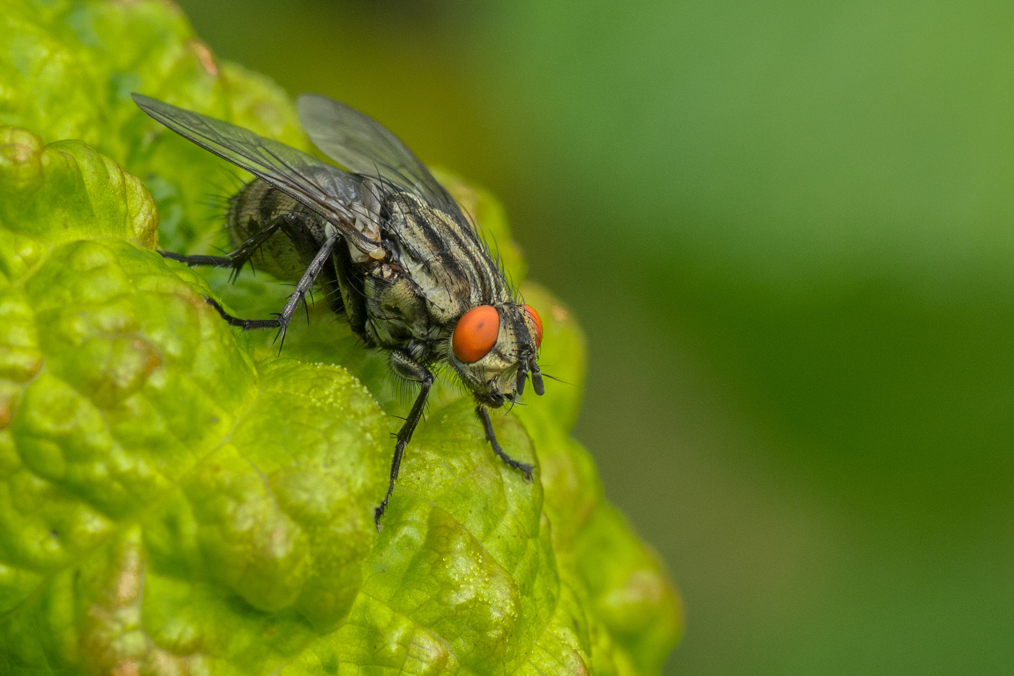 Canon EOS 700D (EOS Rebel T5i / EOS Kiss X7i) + Tamron SP AF 90mm F2.8 Di Macro sample photo. Fly photography