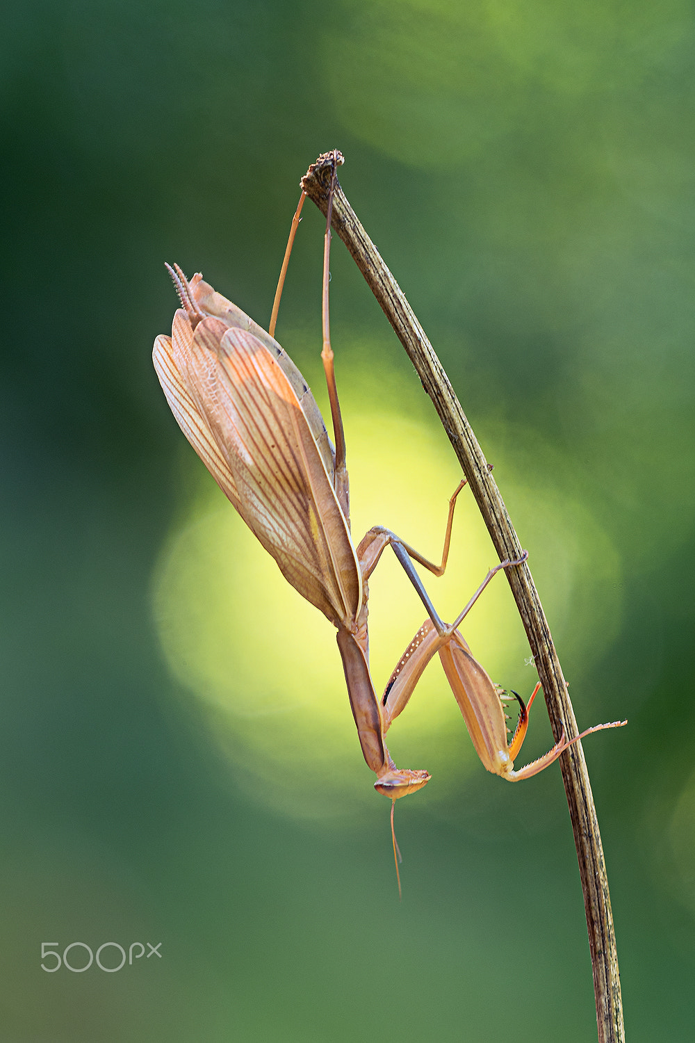 Sigma 150mm F2.8 EX DG Macro HSM sample photo. Mantis religiosa photography