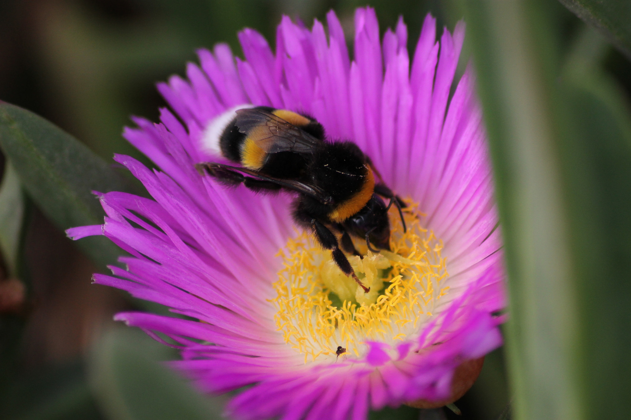 Canon EOS 1100D (EOS Rebel T3 / EOS Kiss X50) sample photo. Bee en el trabajo. photography