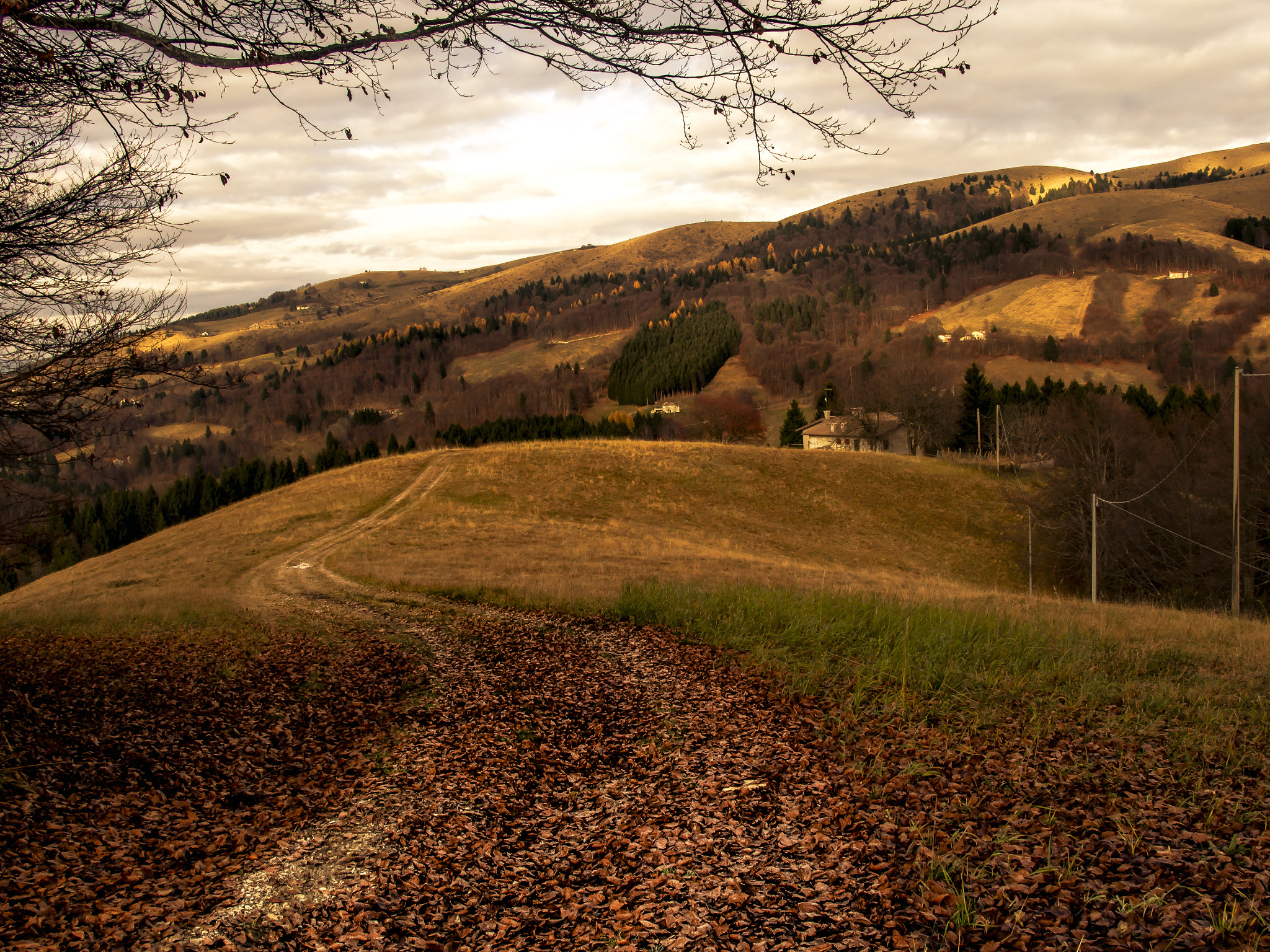 Olympus OM-D E-M5 sample photo. Autumn gold photography