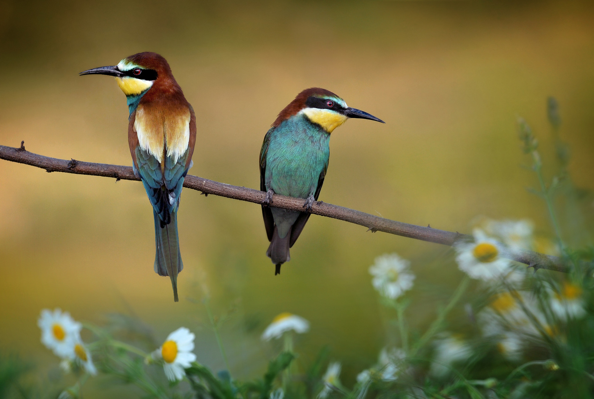Nikon D3 sample photo. Merops apiaster (bee eater), with daisies photography