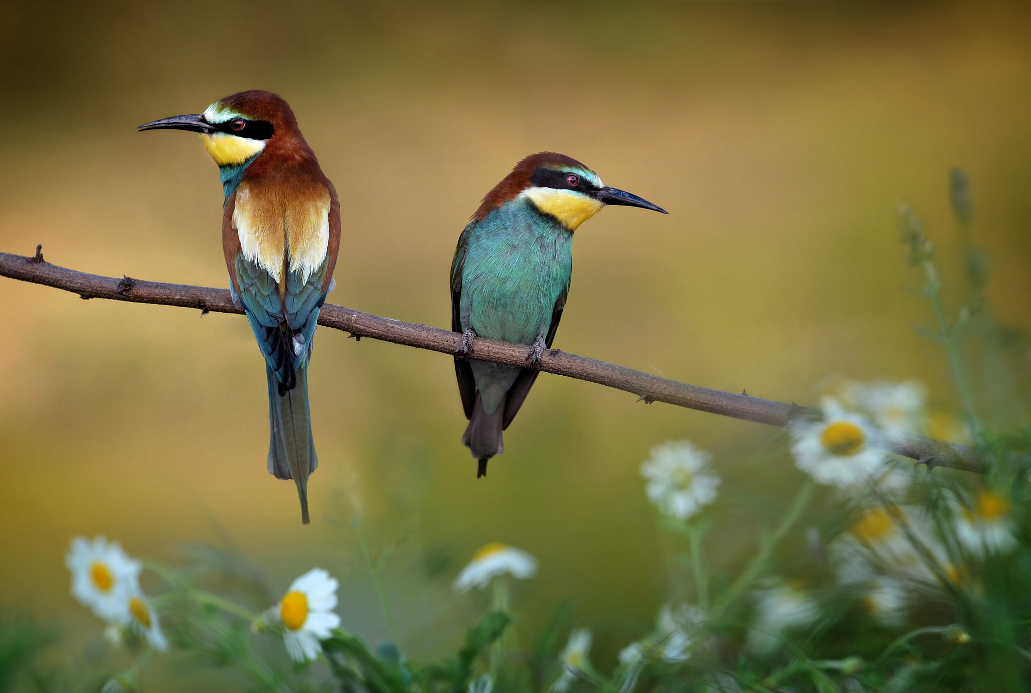 Nikon AF-S Nikkor 300mm F2.8G ED-IF VR sample photo. Merops apiaster (bee eater), with daisies photography