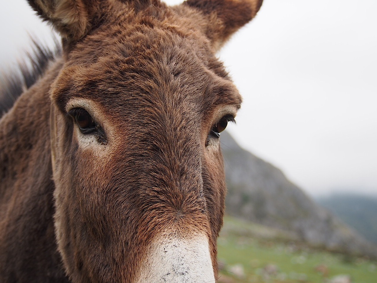 Olympus PEN E-PL5 sample photo. Retrato de burro photography