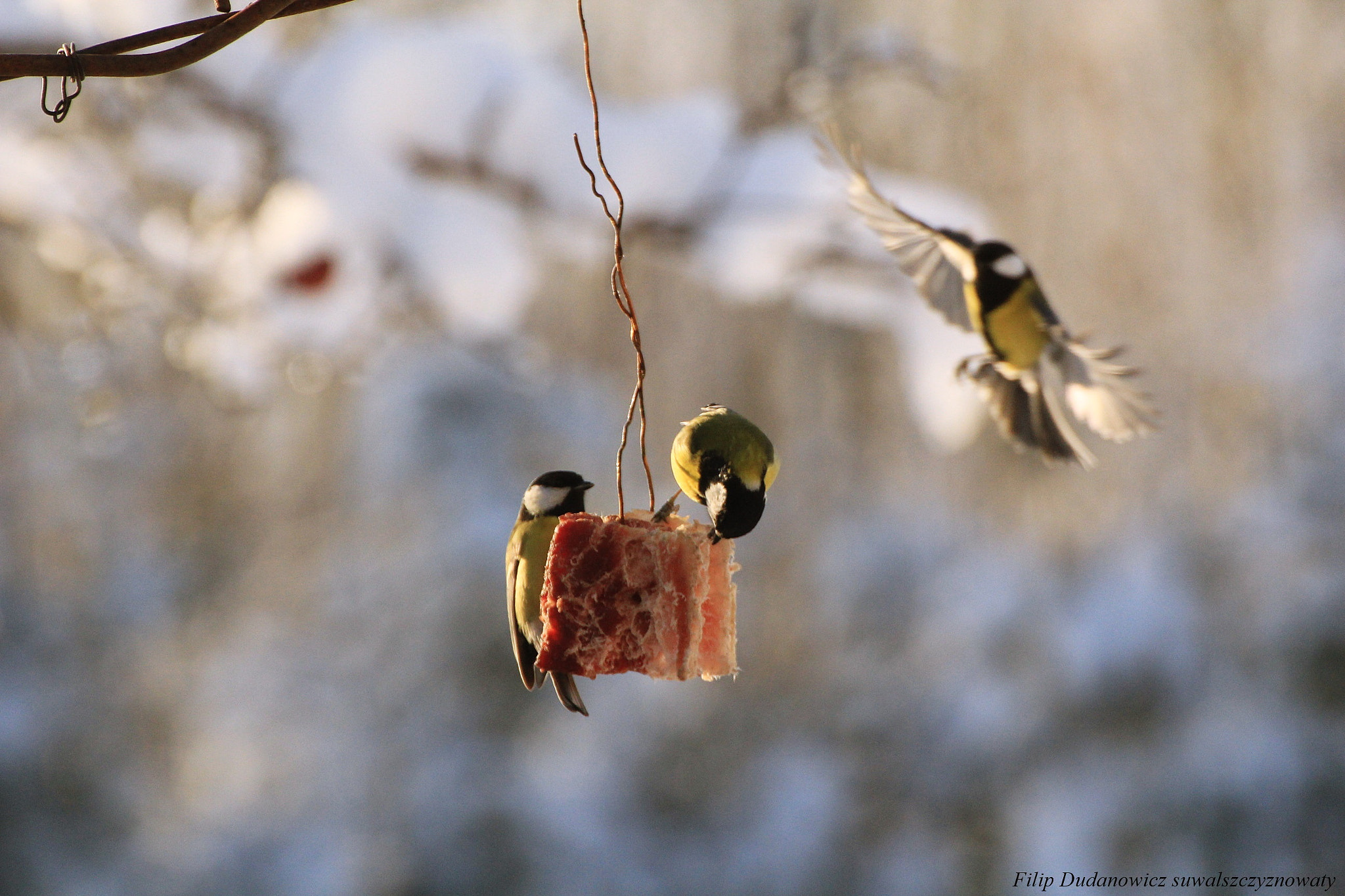 Canon EOS 60D sample photo. Img photography