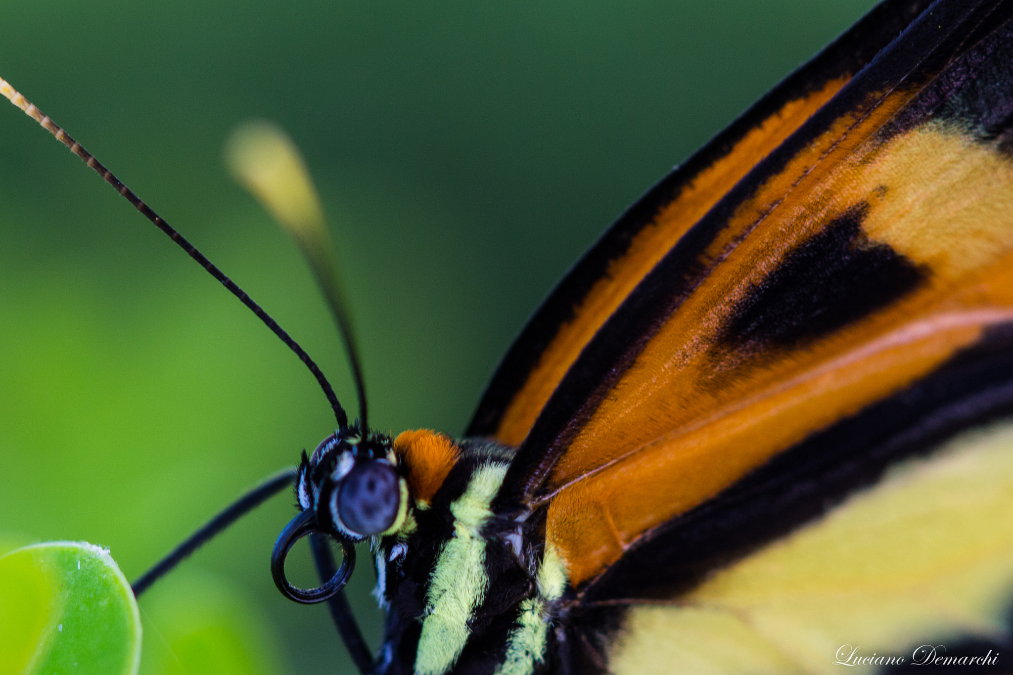 Canon EF 100mm F2.8 Macro USM sample photo. Borboleta photography