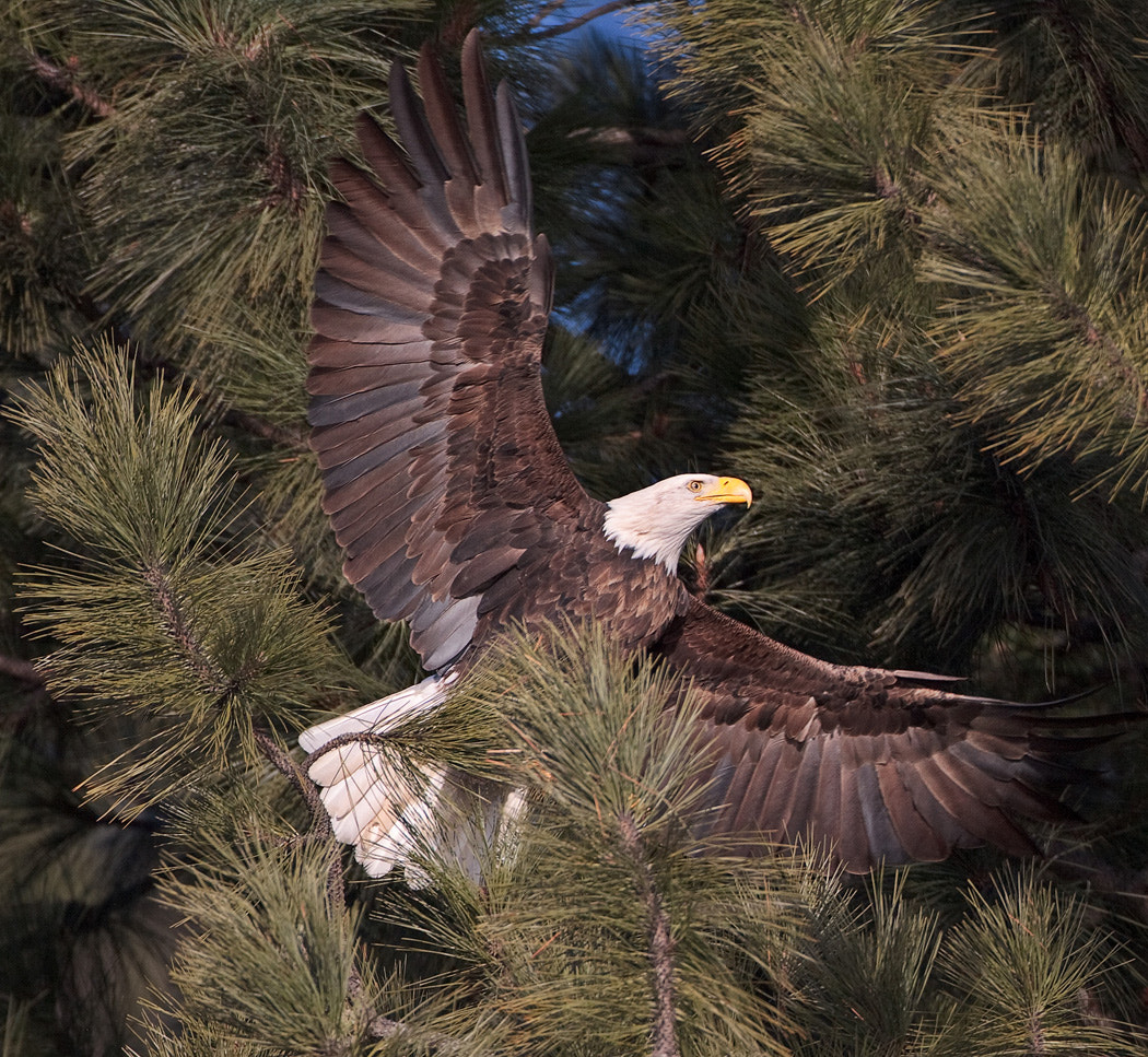 Canon EF 500mm F4L IS USM sample photo. Wings of an eagle photography