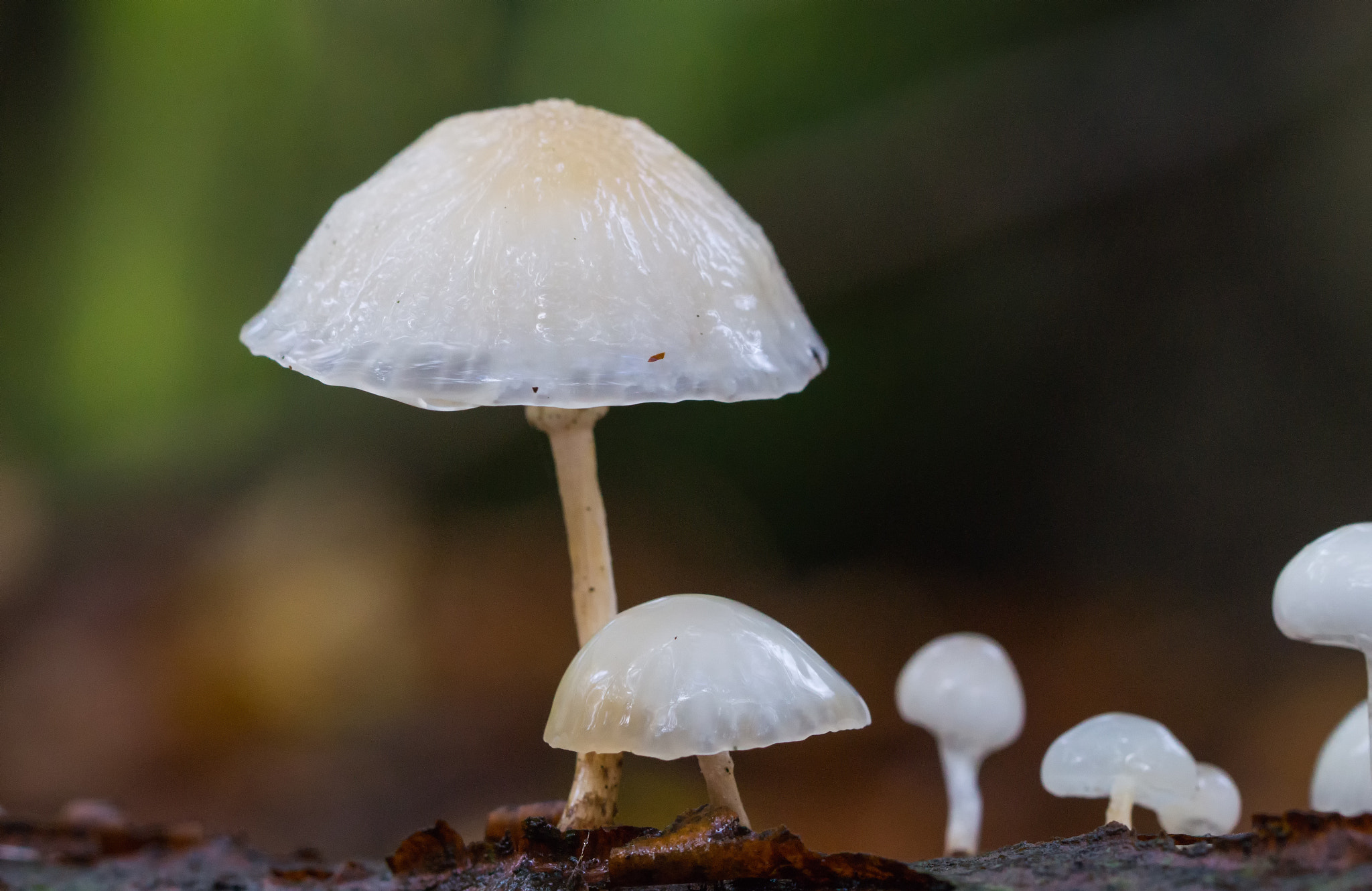 Sony SLT-A58 + 90mm F2.8 Macro SSM sample photo. Big and little mushrooms photography