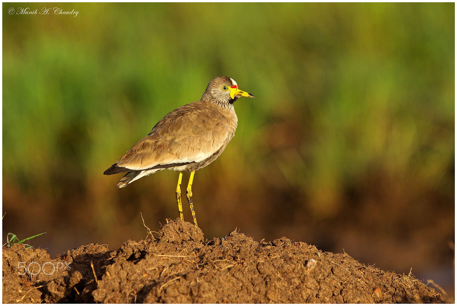 Canon EOS-1D Mark IV sample photo. The sunrise lapwing! photography