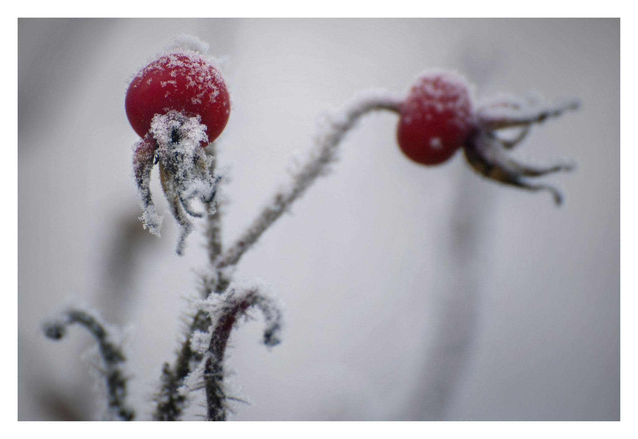 Nikon D3000 sample photo. Winter is coming photography