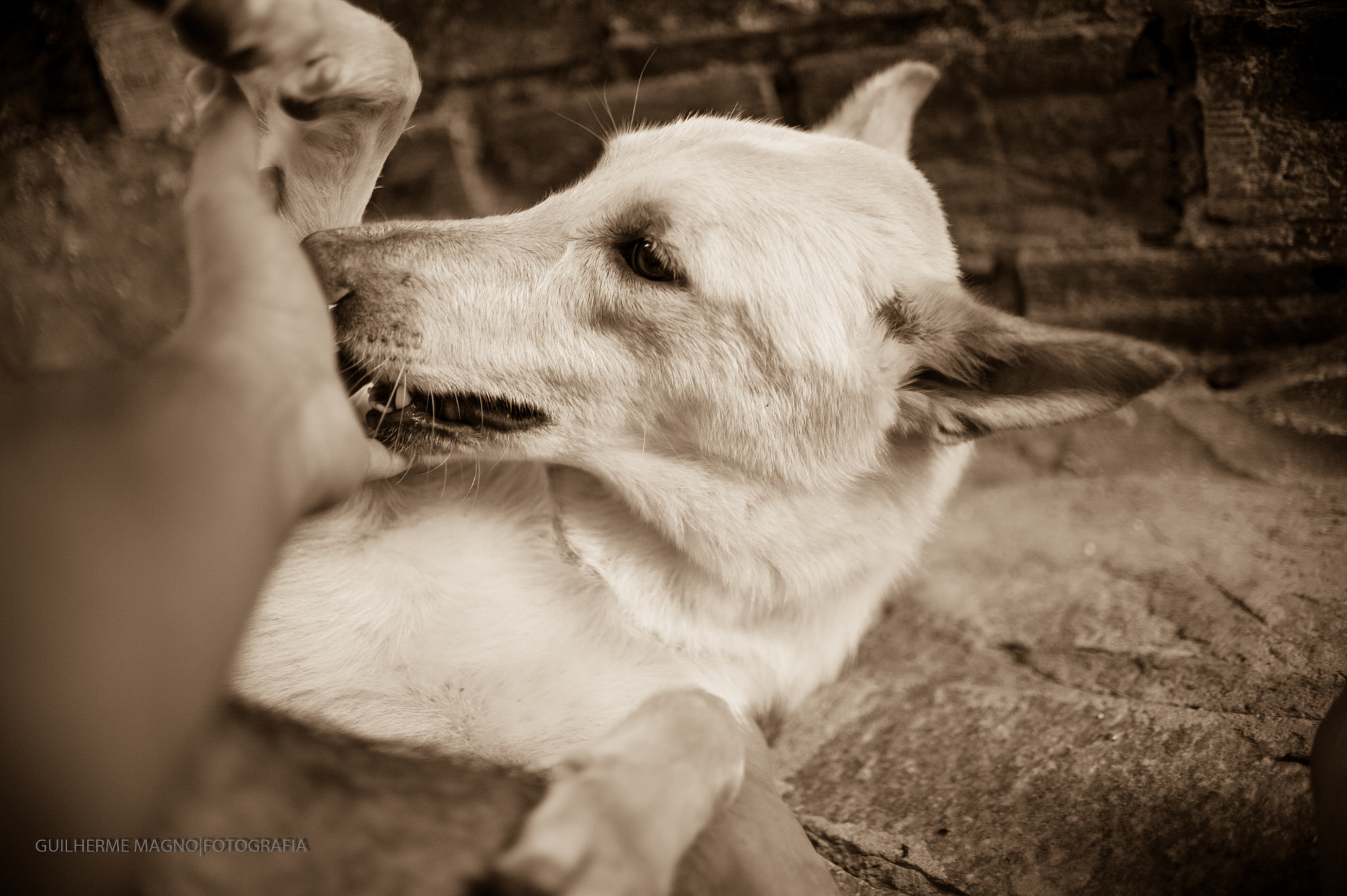 Nikon D700 + Nikon AF-S DX Nikkor 35mm F1.8G sample photo. My dog photography